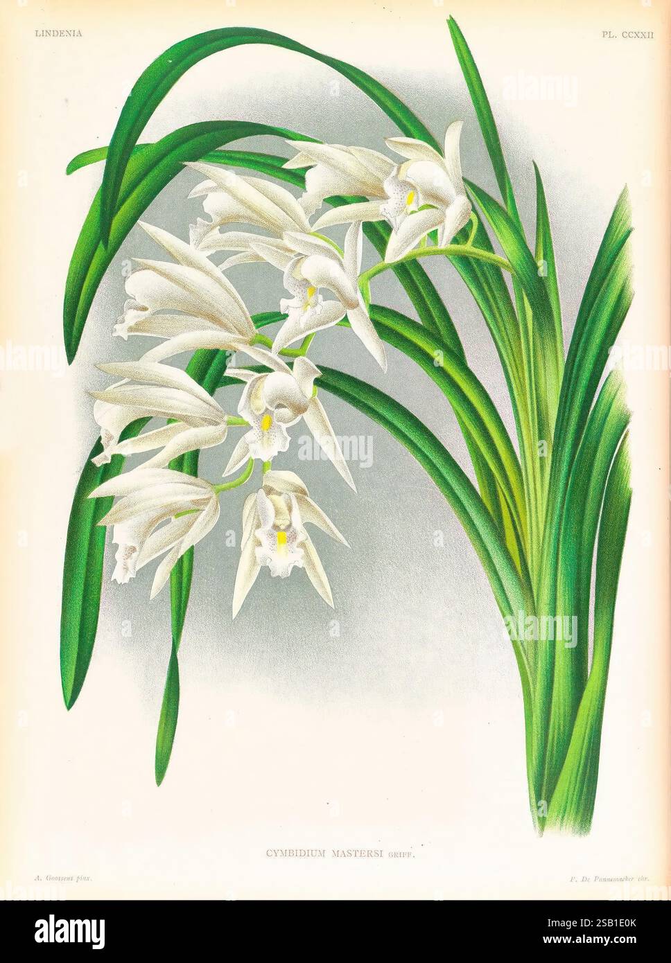 Lindenia, Gand [Belgique], Impr. F. Meyer-van Loo, 1885-1906, classification, guides, nomenclature, nomenclature populaire, Orchidaceae, orchidées, œuvres picturales, terminologie, Une illustration vibrante de Cymbidium mannii, mettant en valeur ses élégantes grappes de fleurs blanches délicates avec des accents jaunes doux au centre. Les feuilles vertes luxuriantes arquent gracieusement les fleurs, créant un sentiment d'harmonie et de fraîcheur. Le rendu détaillé met en évidence les textures complexes des pétales et du feuillage, soulignant la beauté de cette variété d'orchidées exquise. Le nom scientifique a Banque D'Images