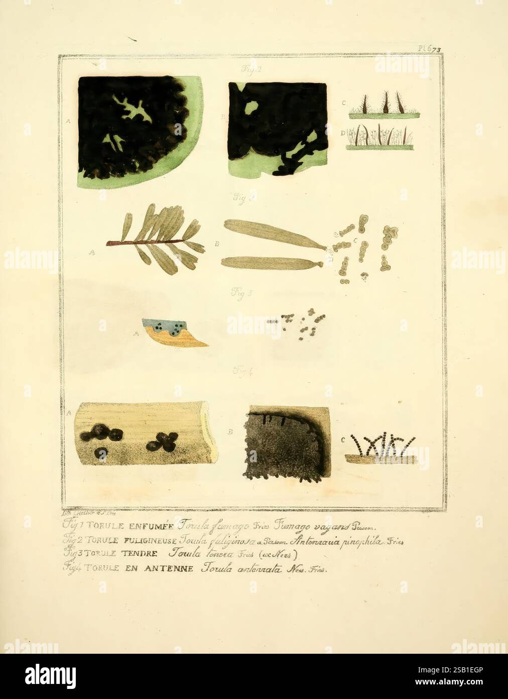 Figures des champignons servant de supplément aux planches de Bulliard Paris Meilhac 1839-1842 France champignons le jardin botanique de New York œuvres picturales, l'illustration présente une série de formes organiques et d'études végétales, méticuleusement rendues dans une variété de formes et de textures. En haut, il y a une collection de structures de feuilles, présentant des détails tels que des motifs de veines et des formes de feuilles. En dessous de ceux-ci, plusieurs éléments naturels stylisés sont représentés, y compris une branche avec des feuilles en forme d'aiguille et un segment qui ressemble à un pétale ou une fleur. L'utilisation de diverses couleurs met en évidence le caractère unique Banque D'Images