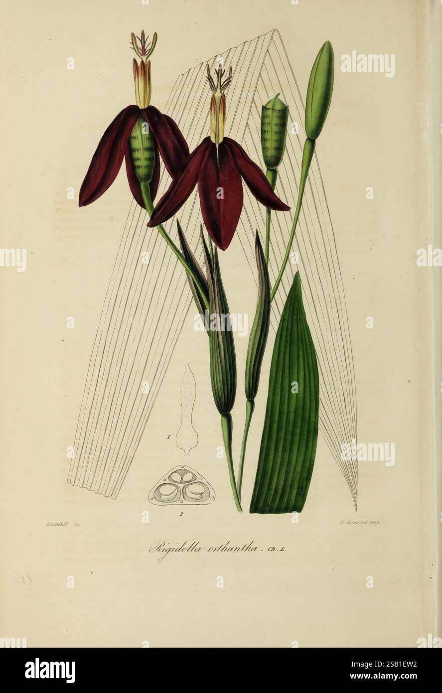 Herbier, général, de, l'amateur, Paris, L'illustration présente une étude botanique du *Rynchostylis retusa*, mettant en valeur son élégante structure florale. Les pétales marron frappants forment une forme étoilée, révélant des détails délicats au centre où résident les parties reproductrices. Des bouquets de bourgeons verts allongés et de feuilles accompagnent les fleurs, améliorant la composition avec des formes et des textures naturelles. L'arrière-plan est défini par une représentation graphique subtile, ajoutant de la profondeur et un sentiment d'authenticité botanique à cette représentation détaillée de l'espèce. Banque D'Images