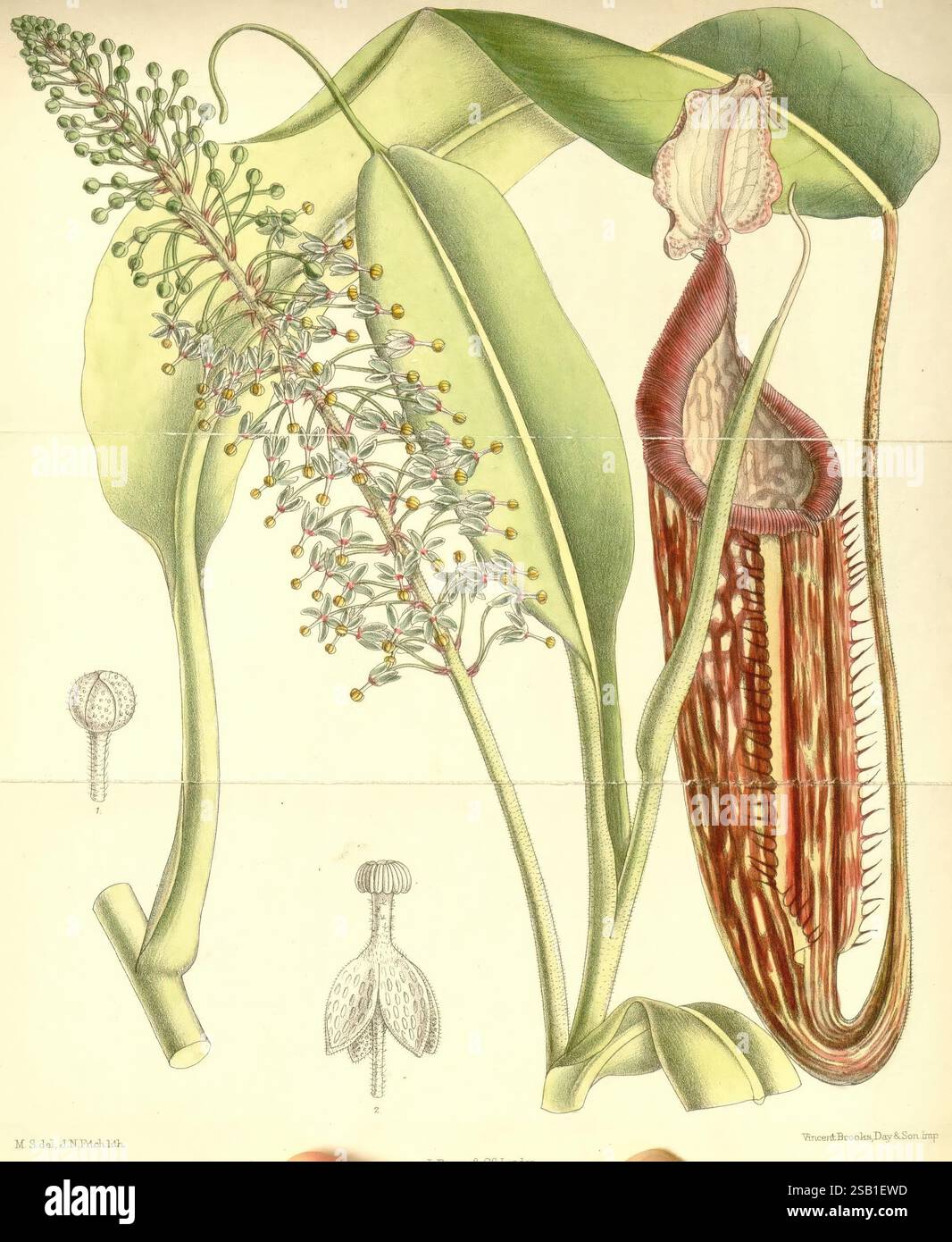 Curtis's Botanical Magazine, Londres, New York, illustration botanique, botanique, périodiques, œuvres picturales, plantes ornementales, Matilda Smith, femmes dans la science., L'illustration présente un arrangement frappant de diverses espèces végétales, mettant en évidence la structure unique d'une plante carnivore de pichet. Son corps tubulaire allongé présente des motifs complexes de rayures rouges et brunes, menant à une bouche ouverte ressemblant à un piège. Autour de cela se trouvent de délicats éléments floraux, y compris une tige mince ornée de petites fleurs blanches groupées et une plante secondaire avec des feuilles allongées. Banque D'Images