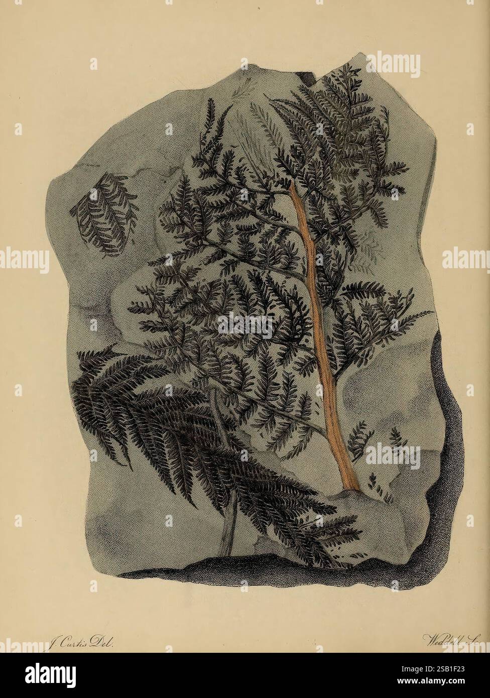 atlas pictural des restes fossiles, 1850, paléontologie, œuvres picturales, Bibliothèque Ernst Mayr, histoires fossiles, la représentation met en valeur un arrangement de feuilles délicates de fougères minutieusement fossilisées sur une surface de pierre. Différents types de fougères sont illustrés, présentant des textures détaillées et des motifs caractéristiques de leurs frondes. Une fougère centrale proéminente présente une tige richement détaillée, entourée d'un feuillage plus petit, suggérant un schéma de croissance harmonieux. Le contraste entre le feuillage et la pierre souligne la beauté naturelle de ces plantes anciennes, reflétant le passage du temps et le Banque D'Images
