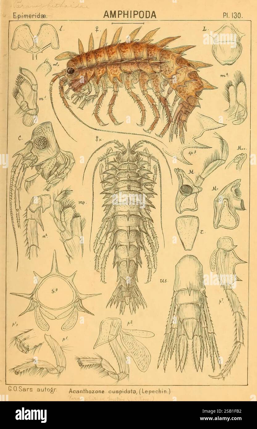 Un récit des crustacés de Norvège Christiania, A. Cammermeyer, 1895 ...