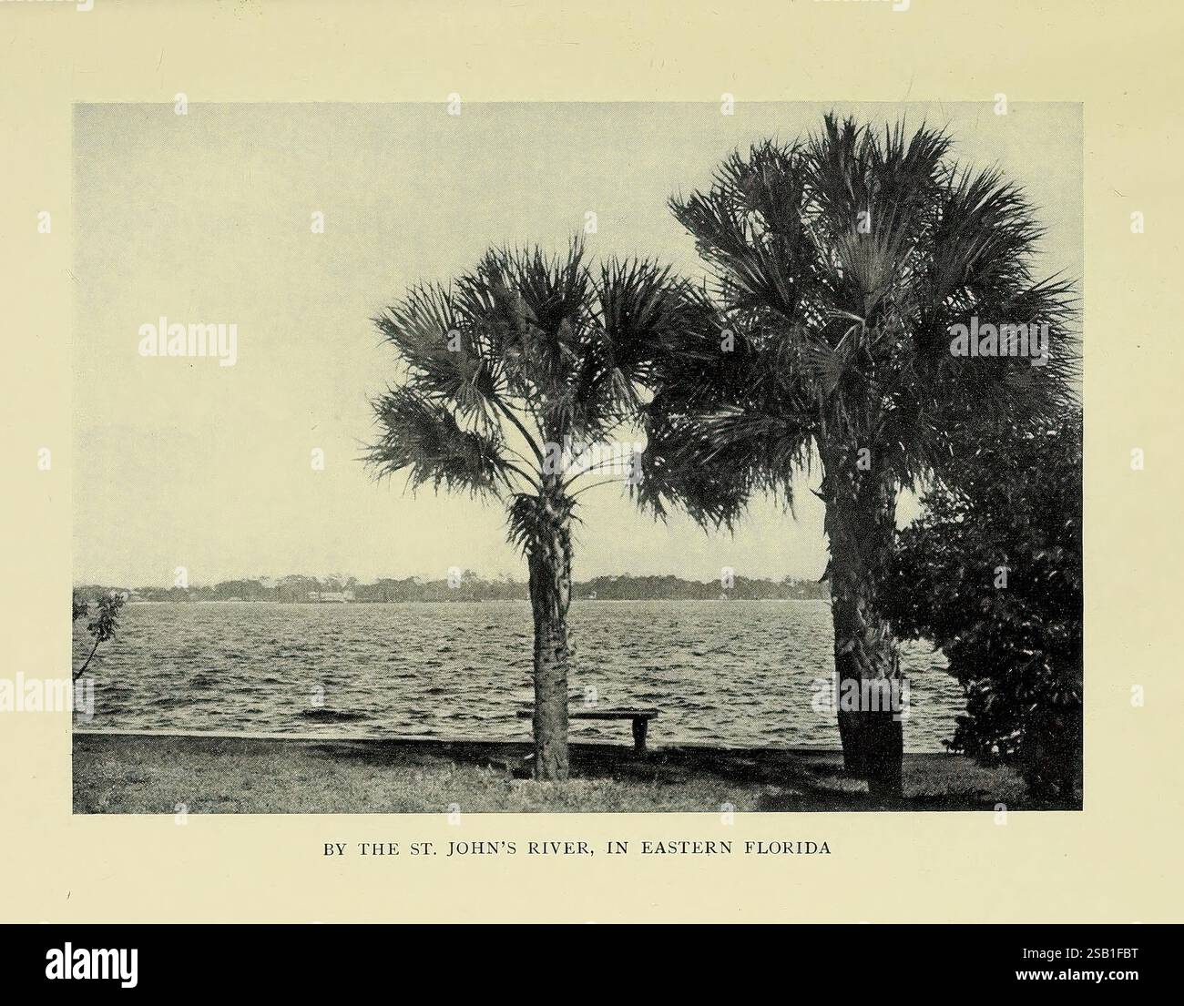 A mille kilomètres à pied de la Gulf Boston Houghton Mifflin Company 1916, Un paysage serein dispose d'une rivière tranquille bordée d'une végétation luxuriante. Au premier plan, plusieurs grands palmiers se dressent gracieusement, leurs frondes se balançant doucement dans la brise. L'eau reflète l'environnement naturel, créant une atmosphère paisible. En arrière-plan, la rivière s’étend au loin, encadrée par plus de verdure, suggérant un mélange harmonieux de feuillage et d’eau. Cette scène capture l'essence d'un environnement naturel serein, invitant à la contemplation et à l'appréciation de la beauté du plein air. Banque D'Images