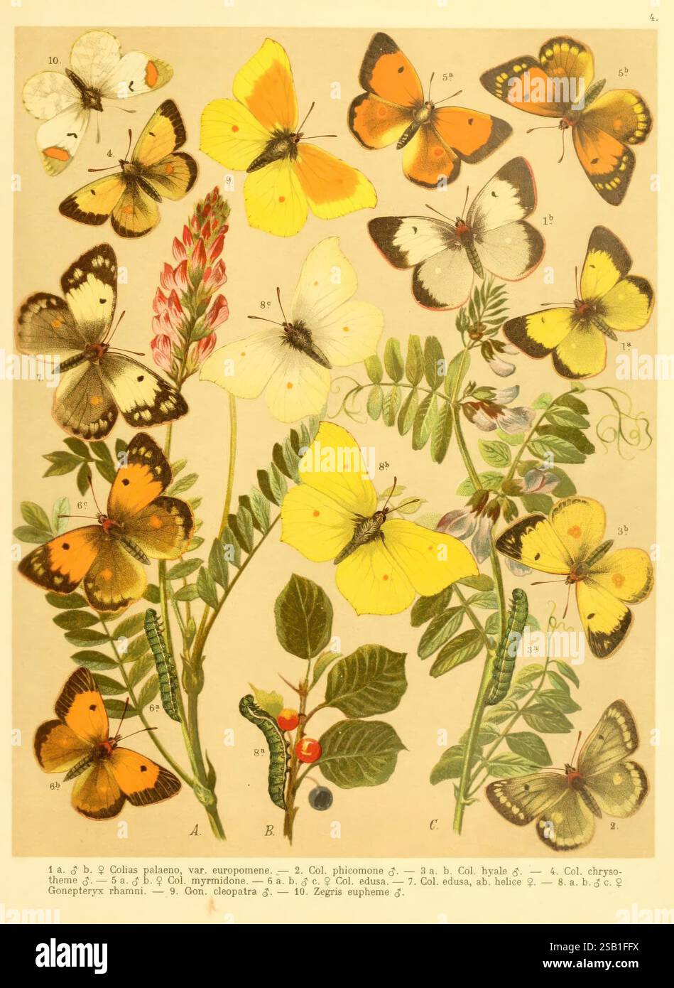 FR. Berge's Schmetterlingsbuch nach dem gegenwärtigen Stande der Lepidopterologie neu bearb. und hrsg. Von Professeur Dr. H. Rebel Stuttgart, E. Schweizerbart, 1910, papillons, lépidoptères, œuvres picturales, Un affichage vibrant de diverses espèces de papillons, chacune richement illustrée de motifs et de couleurs délicats. La composition présente un éventail diversifié de papillons, mettant en valeur leurs formes et marques uniques, perchés au milieu d'une variété de plantes et de fleurs. Parmi le feuillage, des nuances de jaune, d’orange et des notes de blanc créent un contraste vif, soulignant la beauté de ces insectes Banque D'Images
