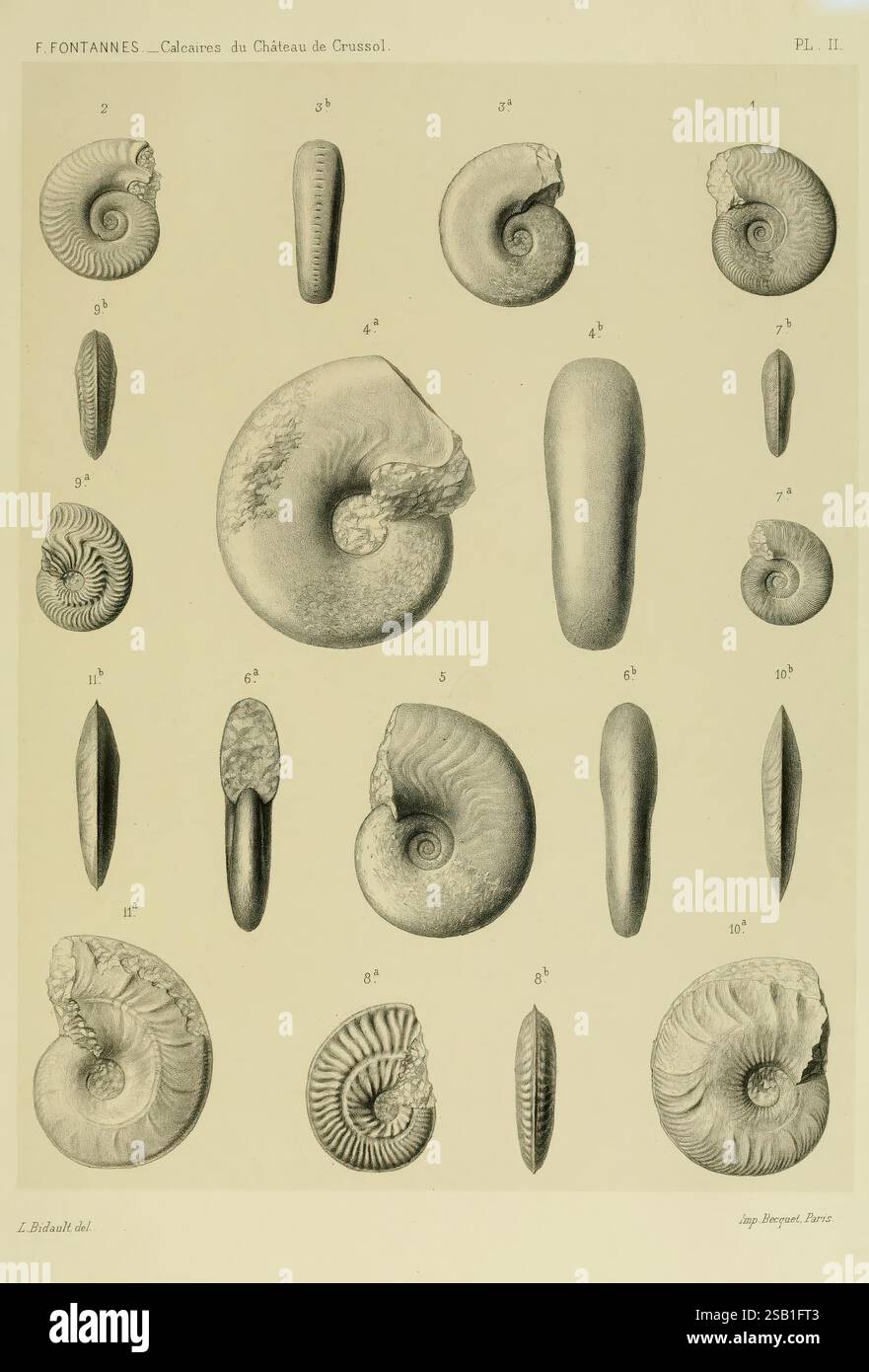 Description, de, ammonites, des, calcaires, du, château, de, Crussol, Ardèche, Lyon, Georg, 1879, France, paléontologie, Ardèche, Ammonoidea, une exposition organisée présentant une variété de coquillages fossilisés méticuleusement illustrés, chacun étiqueté avec un numéro correspondant pour l'identification. Les coquilles présentent des formes et des textures distinctes, mettant en valeur différentes espèces et formes évolutives. Certains sont spiralés avec des motifs de lignes complexes, tandis que d'autres sont allongés ou ovales. Cette étude complète met en évidence la diversité de la vie marine et les détails complexes de ces organismes anciens, empha Banque D'Images