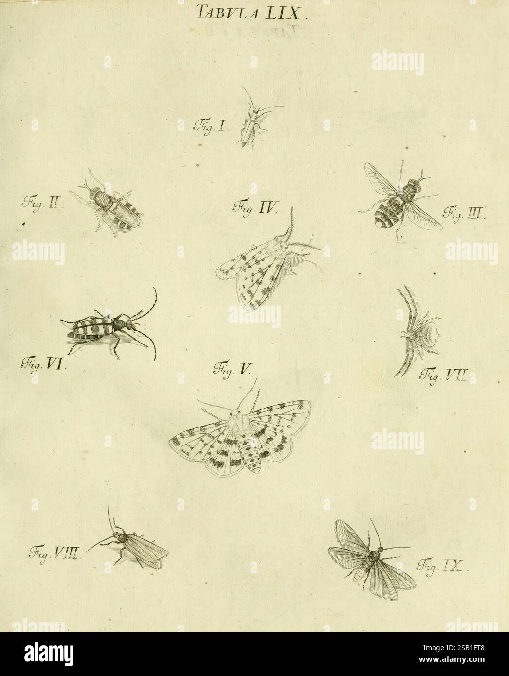 Iacobi Christiani Shaefferi Icones Insectorum Circa Ratisbonam, Ratisbonae, Typis Zeitlerianis, 1791, Allemagne, insectes, Regensburg, Arthropoda, œuvres illustrées, Woods Hole, L'illustration présente une collection de divers insectes, chacun étiqueté avec son numéro de figure respectif. Disposés en grille, les insectes présentent une gamme de tailles et de formes, mettant en valeur leurs caractéristiques anatomiques uniques. Les spécimens les plus importants comprennent une abeille, un papillon de nuit et plusieurs coléoptères, chacun représenté avec un travail au trait détaillé qui met en évidence leurs caractéristiques complexes, telles que les ailes, les antennes et les schémas corporels. Banque D'Images