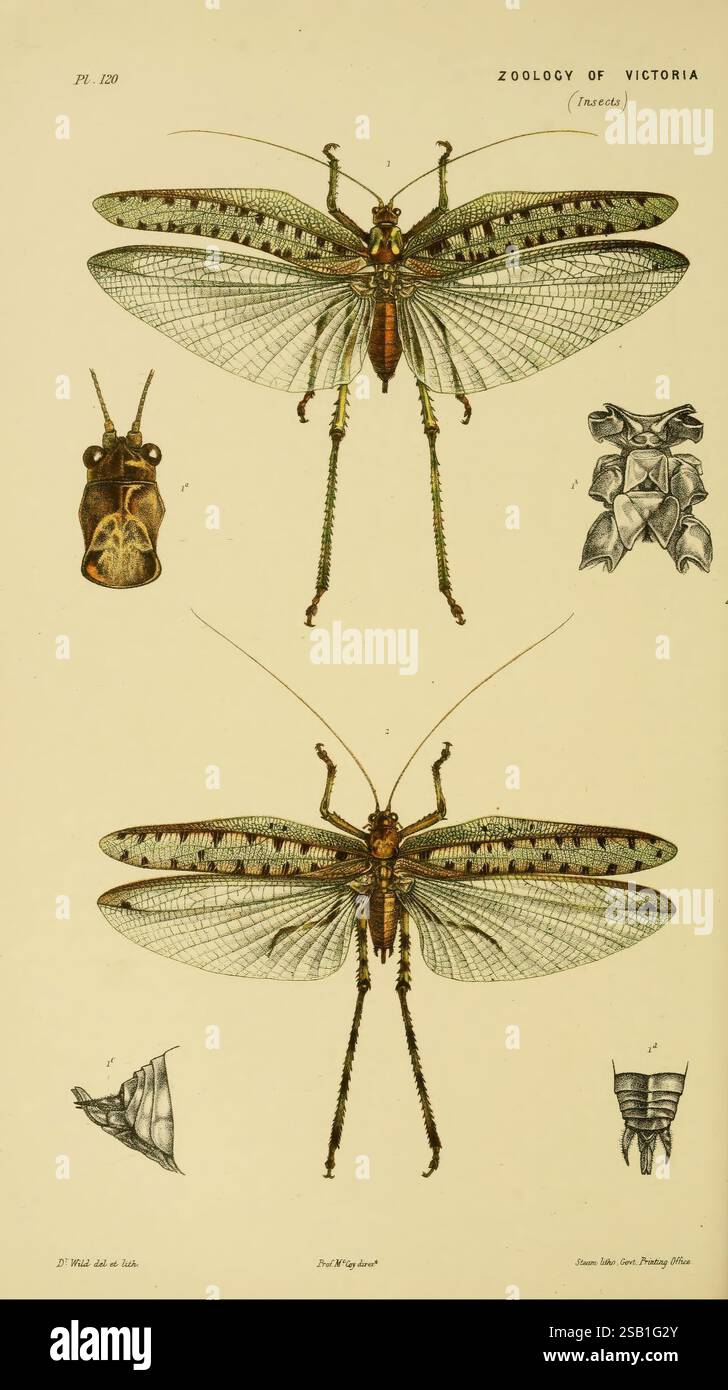 Histoire naturelle du Victoria, Dec.11-15, Melbourne, J. Ferres, imprimeur du gouvernement, 1885-90, Australie, Victoria, zoologie, Australie, Phaneroptera Trigintiduoguttata, Phaneroptera Trigintiduoguttata, Grasshopper trente-deux taches, Emu Plains, Benalla, Woods Hole, John James Wild, vue d'ensemble : nom complet Ephippitytha Trigintiduoguttata, 32-Spotted Katydid, hist SCI art, entomologie, insectes., une illustration scientifique représentant plusieurs espèces d'insectes, mettant en évidence deux grandes sauterelles avec des ailes complexes et des caractéristiques anatomiques détaillées. La section supérieure présente une vue latérale de Banque D'Images