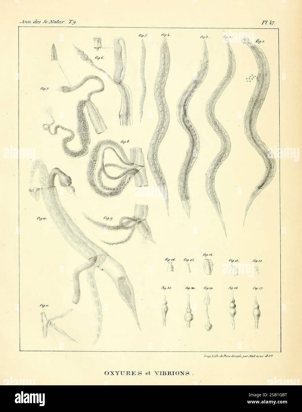 Annales des Sciences naturelles, Paris, Crochard, Worms, science, anatomie, périodiques, un éventail d'illustrations détaillées présentant divers types de vers et d'organismes apparentés. Le visuel comprend de multiples figures, chacune étiquetée avec des chiffres ou des lettres correspondants, illustrant les caractéristiques anatomiques de ces créatures, telles que leurs corps allongés et leurs formes distinctives. La représentation savante met l'accent sur l'étude de l'anatomie, avec un travail au trait complexe qui met en évidence diverses caractéristiques, y compris la courbure et la segmentation. Les illustrations servent de référence scientifique, focusi Banque D'Images