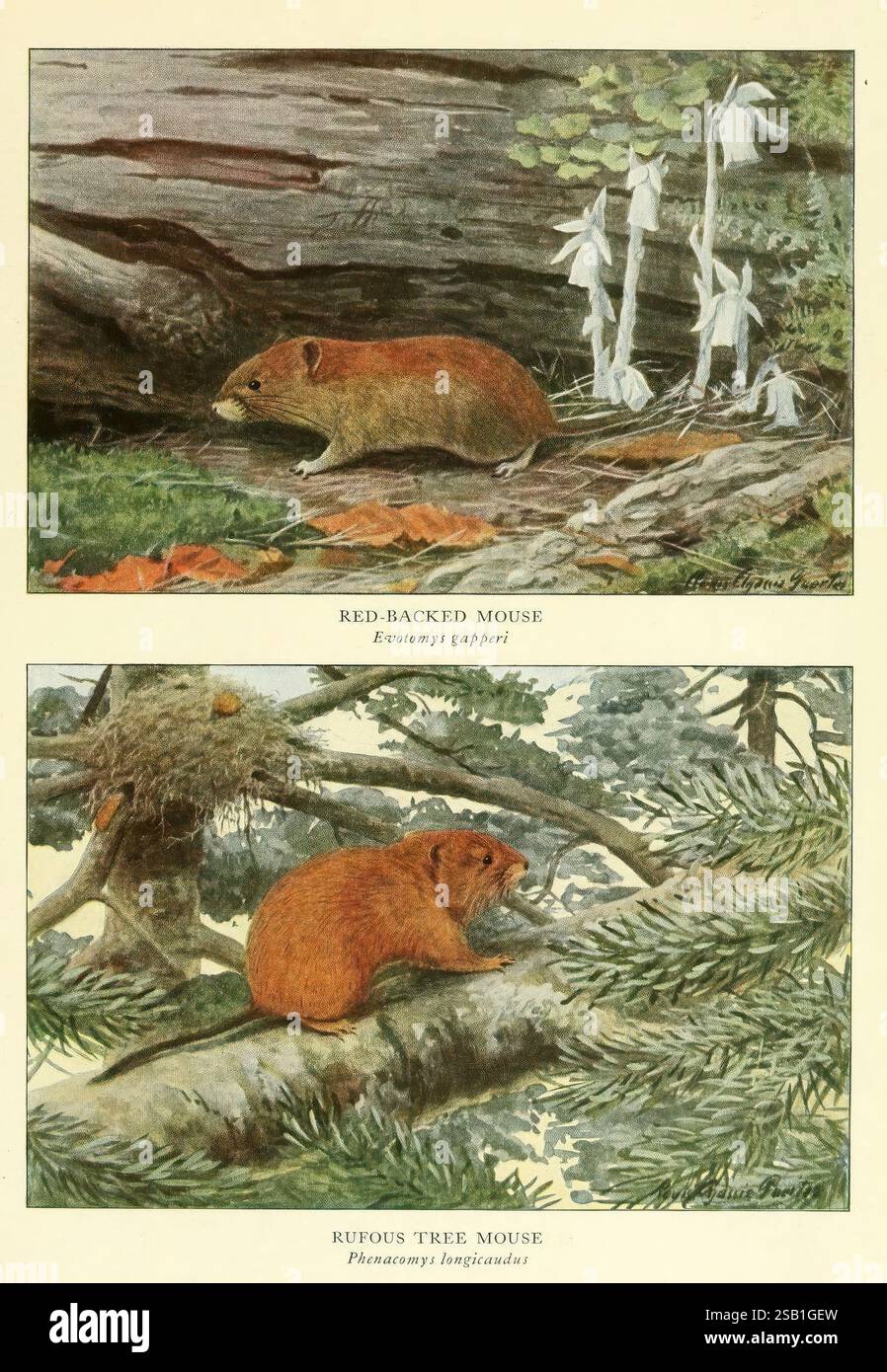 Animaux sauvages de l’Amérique du Nord Washington, D.C. mammifères Amérique du Nord Clethrionomys gapperi Arborimus longicaudus Evotomys gapperi Myodes gapperi Phenacomys longicaudus souris à dos rouge campagnard roux souris à dos rouge campagnard roux campagnard Edward William Nelson Louis Agassiz Fuertes, l’illustration présente deux espèces distinctes de petits mammifères dans leur milieu naturel. La partie supérieure représente une souris à dos rouge, caractérisée par son dos brun rougeâtre et les détails subtils de sa fourrure, nichée parmi les feuilles et les branches tombées, avec de délicates fleurs blanches à proximité. La partie inférieure sho Banque D'Images