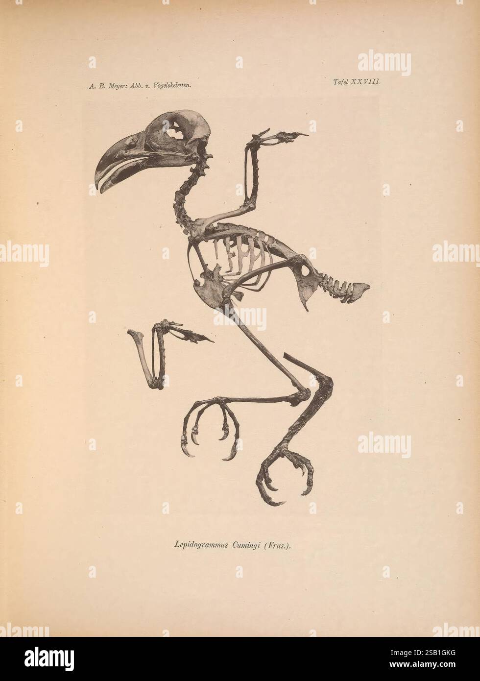 Abbildungen, von, Vogel-Skeletten, Berlin, 1879-1897, oiseaux, anatomie, l'illustration présente une représentation squelettique détaillée de l'espèce d'oiseau disparue Lepidogrammus cuvieri. Les os sont méticuleusement disposés pour mettre en valeur les caractéristiques anatomiques uniques de l'oiseau. Les éléments saillants comprennent le bec allongé, les ailes robustes et les pattes structurées distinctement, ce qui suggère des adaptations pour son environnement. La composition squelettique met en évidence les subtilités de la physiologie aviaire, mettant l'accent sur les caractéristiques évolutives de l'oiseau. Banque D'Images