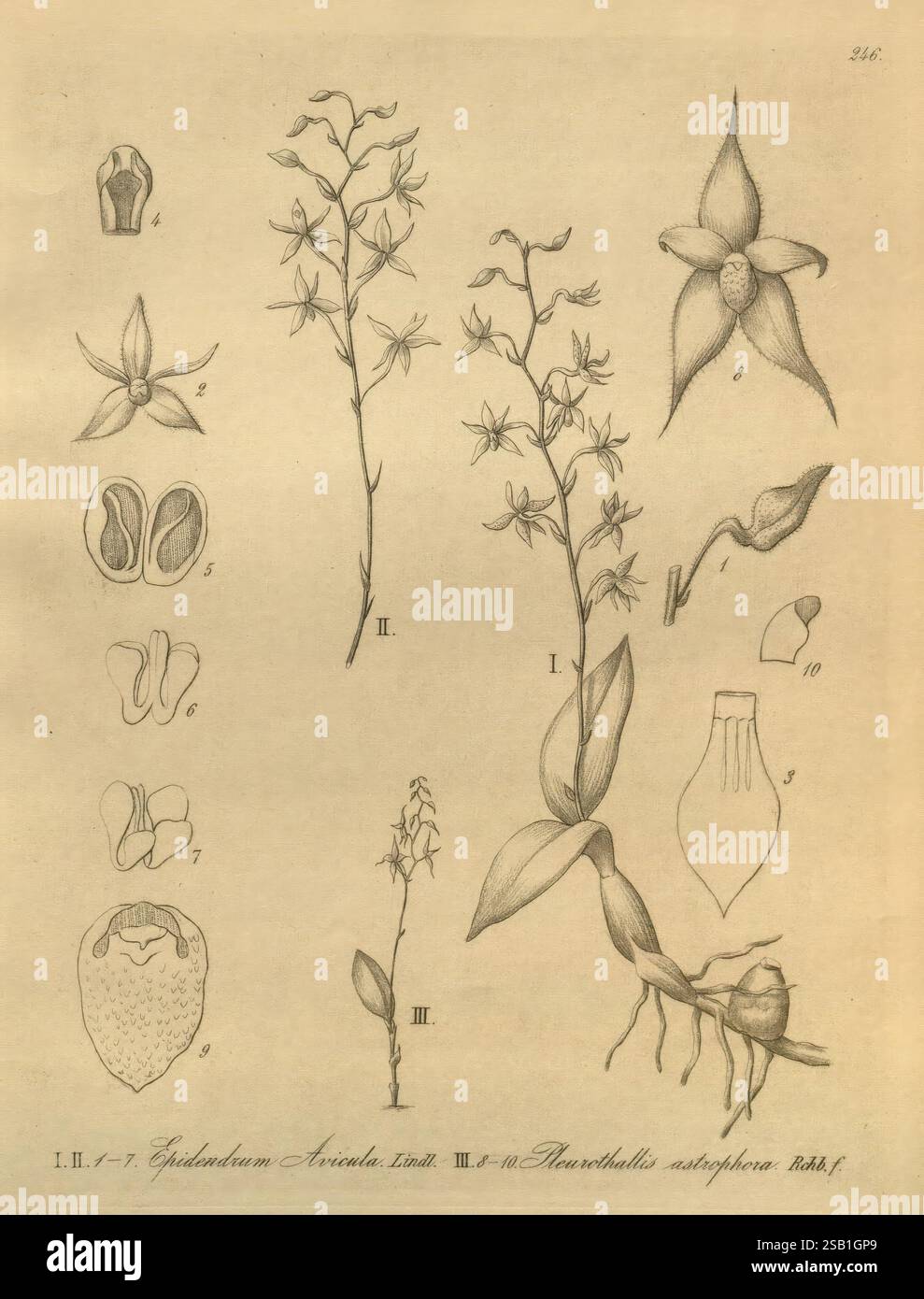 Xenia orchidacea, Leipzig, F. A. Brockhaus, 1858-1900., l'illustration représente une série d'études botaniques axées sur diverses espèces d'orchidées. Il présente des dessins détaillés de fleurs, de feuilles et de structures racinaires. Chaque section est numérotée, présentant différentes vues et composantes, y compris des gros plans de parties florales qui mettent en valeur leurs motifs complexes. La mise en page globale présente une représentation éducative des plantes, démontrant leurs caractéristiques uniques et leur morphologie. Cette représentation scientifique souligne la beauté et la complexité de la famille des orchidées, potentiellement fournir Banque D'Images