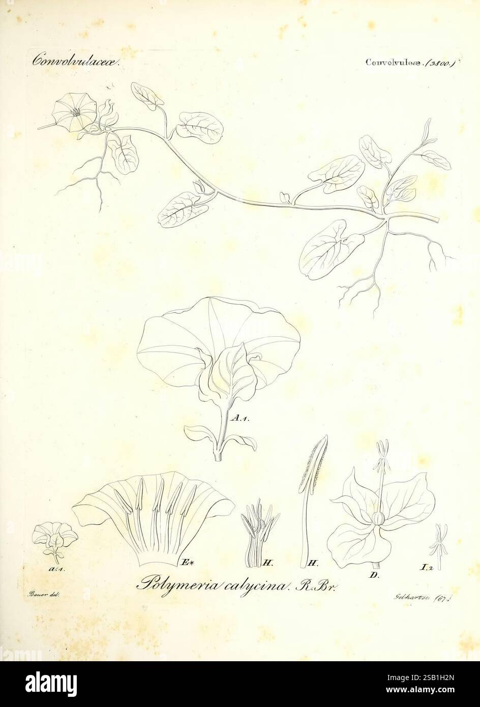 Iconographia generum plantarum Vindobonae F. Beck 1838 botanique œuvres ...