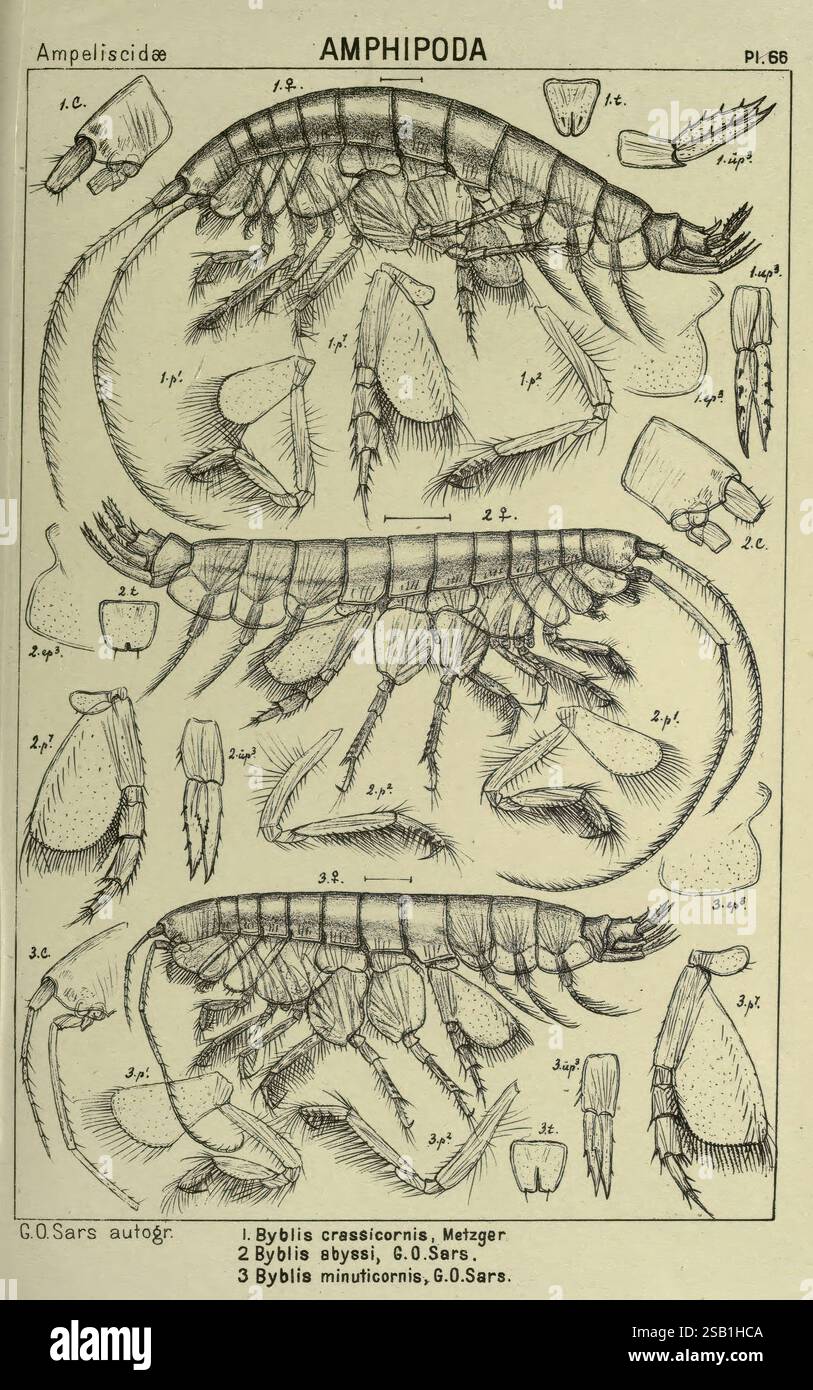 Un récit des crustacés de Norvège Amphipodes plaques Christiania, A ...