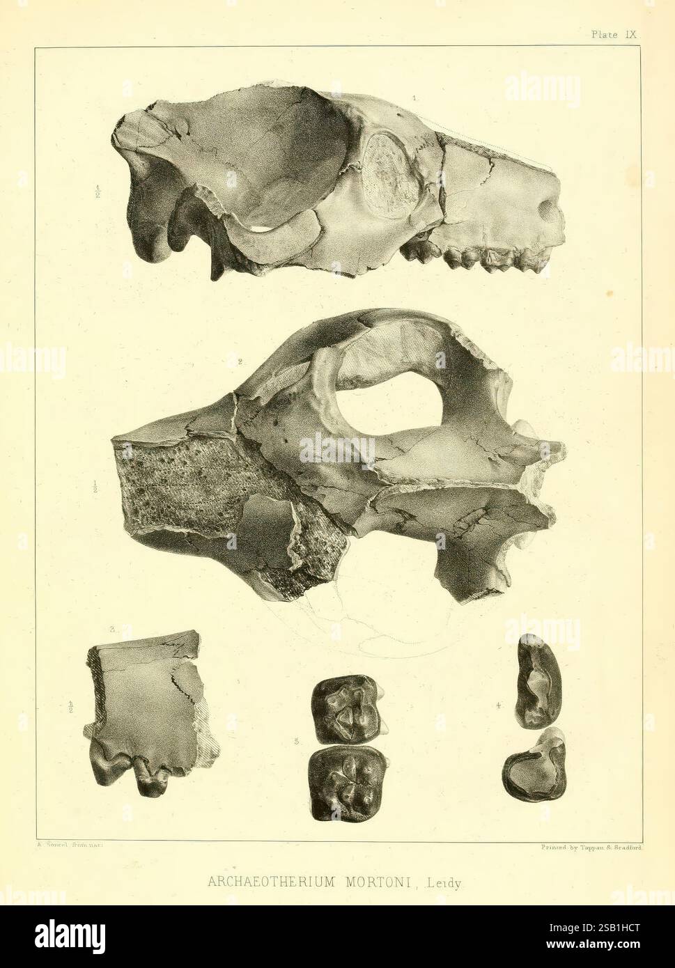 La faune antique du Nebraska : Washington, 1853, Nebraska, paléontologie, mammifères, fossile, Chelonia, genre, Archaeotherium mortoni, histoires de fossiles, L'illustration présente des rendus détaillés du crâne et des restes squelettiques du genre Archaeotherium mortoni, tel que décrit par Leidy. La section supérieure présente un crâne allongé proéminent avec des caractéristiques morphologiques distinctes typiques de cette créature préhistorique. Ci-dessous, plusieurs vertèbres articulées et structures dentaires sont présentées, mettant en évidence les caractéristiques anatomiques qui différencient Archaeotherium des autres contemporains Banque D'Images