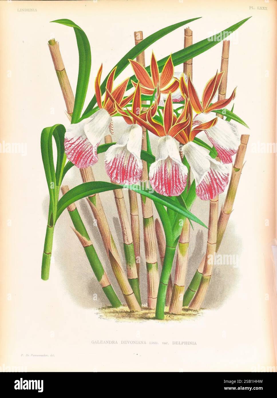 Lindenia, Gand [Belgique], Impr. F. Meyer-van Loo, 1885-1906, classification, guides, nomenclature, nomenclature populaire, Orchidaceae, orchidées, œuvres picturales, terminologie, Une exposition vibrante de Galeara devoniana, caractérisée par ses fleurs frappantes ornées de riches rayures rouges et de délicats pétales blancs. La composition est complétée par des feuilles vertes luxuriantes et de fines tiges de bambou, créant une ambiance harmonieuse et tropicale. Les détails artisanaux mettent en valeur les motifs complexes des fleurs, mettant en valeur la beauté et la complexité de cette variété d'orchidées exquise. T Banque D'Images