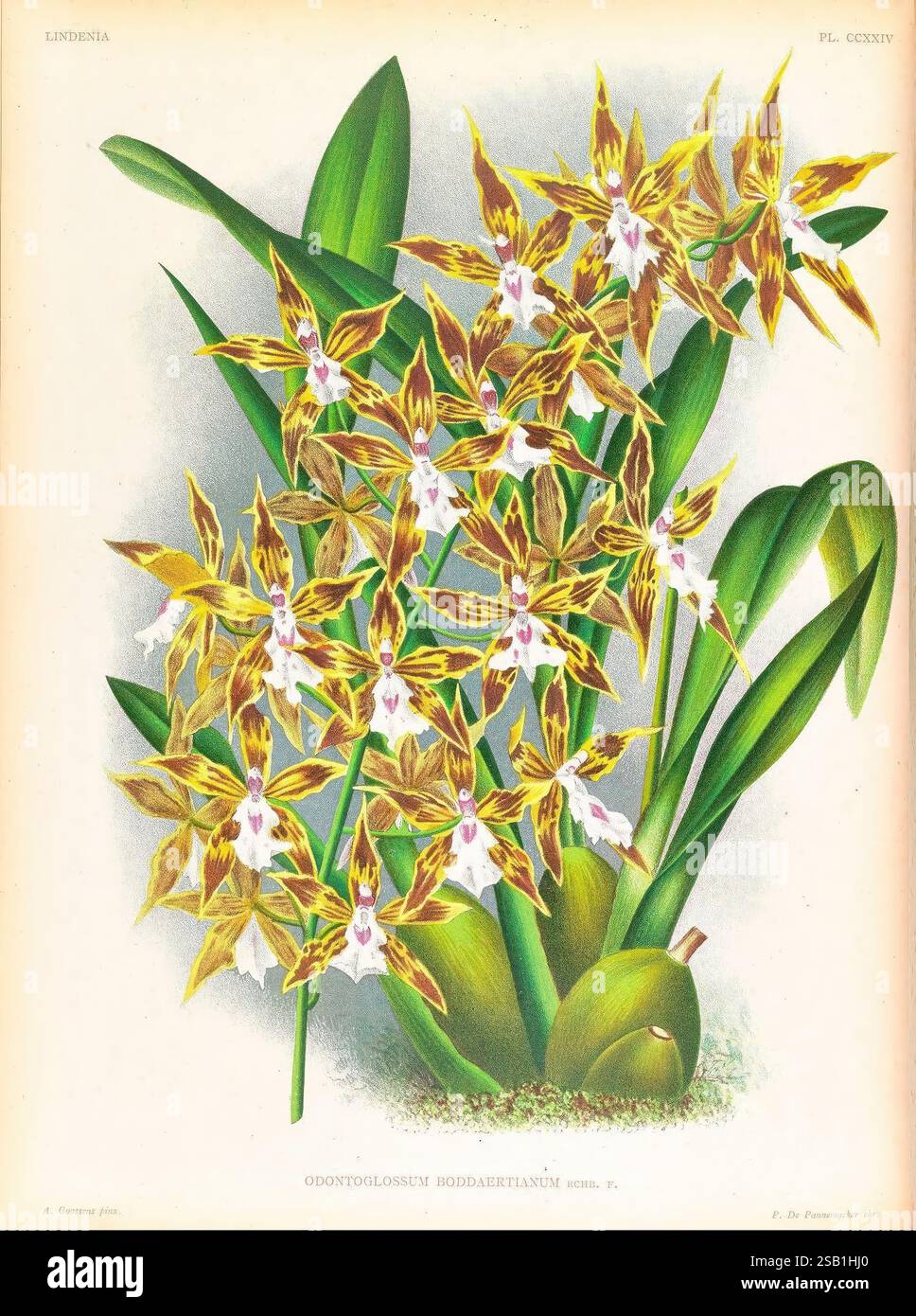 Lindenia, Gand [Belgique], Impr. F. Meyer-van Loo, 1885-1906, classification, guides, nomenclature, nomenclature populaire, Orchidaceae, orchidées, œuvres picturales, terminologie, Une illustration vibrante mettant en vedette un groupe d'orchidées d'Odontoglossum, caractérisées par leurs motifs complexes jaunes et bruns sur les pétales. Les fleurs présentent des accents blancs délicats qui ajoutent à leur élégance. Entourant les fleurs sont riches feuilles vertes qui fournissent un fond luxuriant, soulignant la beauté naturelle de ces orchidées exotiques. La composition met en valeur à la fois les détails floraux et le Banque D'Images
