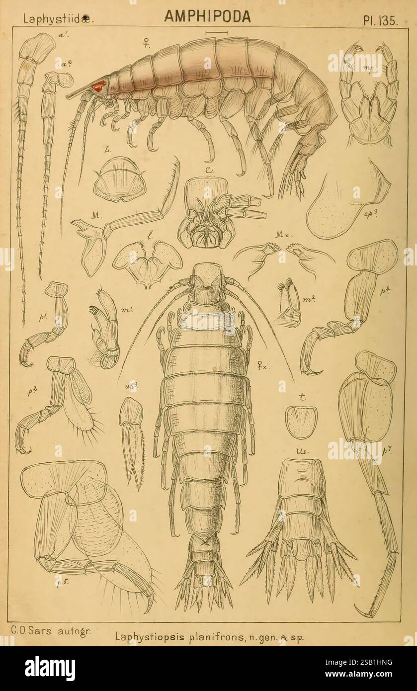 Un récit des crustacés de Norvège, Christiania, A. Cammermeyer, 1895 ...