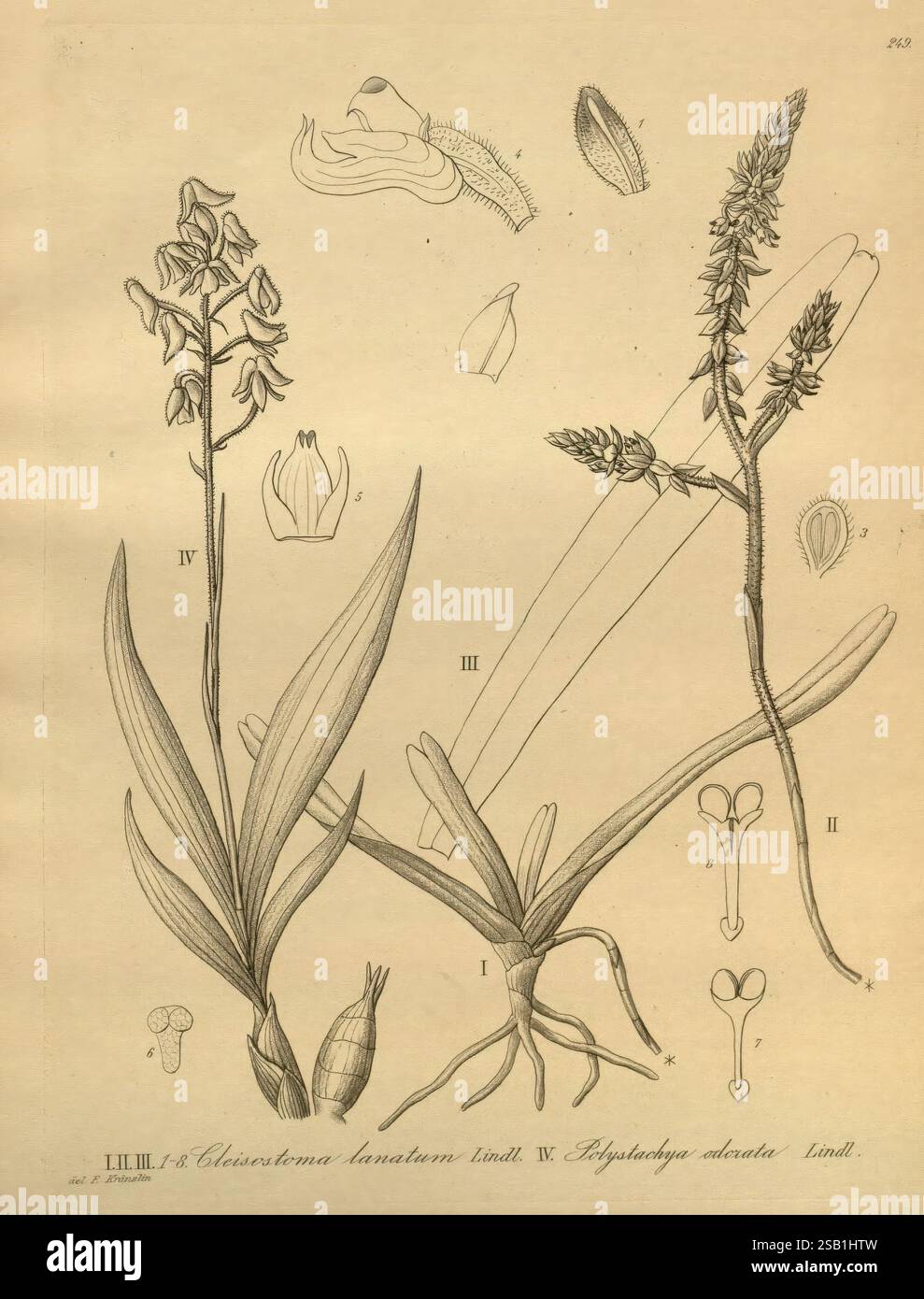 Xenia orchidacea, Leipzig, F. A. Brockhaus, 1858-1900., l'illustration présente deux spécimens botaniques distincts représentés avec des détails méticuleux. Sur la gauche, une plante à fleurs caractérisée par des feuilles allongées et minces et un pic proéminent de fleurs est présenté. Chaque fleur est détaillée, montrant la structure des pétales et les subtilités des organes reproducteurs. À droite, une autre espèce est affichée, connue pour ses feuilles ressemblant à de l'herbe et sa tige à fleurs fine et haute. Autour des plantes principales sont des études supplémentaires des composants floraux, y compris des vues rapprochées de fleurs individuelles, se Banque D'Images