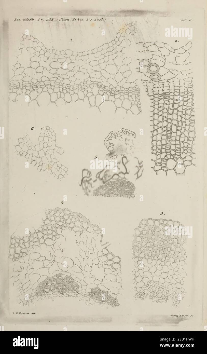 Botanisk tidsskrift, København, Dansk botanisk forening, illustration, Danemark, dessin, serpent, archives, botanique, périodiques, Field book, Jenny Hansen, og Peterson, cette illustration présente une collection d'études botaniques détaillées, en se concentrant sur diverses structures cellulaires trouvées dans les tissus végétaux. Chaque section étiquetée montre différents types de cellules, tels que le parenchyme, le collenchyme et le sclérenchyme, mettant en évidence leurs formes et arrangements uniques. Les lignes et les motifs complexes soulignent la complexité de l'anatomie végétale, fournissant un aperçu de l'organisation et de la fonction micro-niveau Banque D'Images