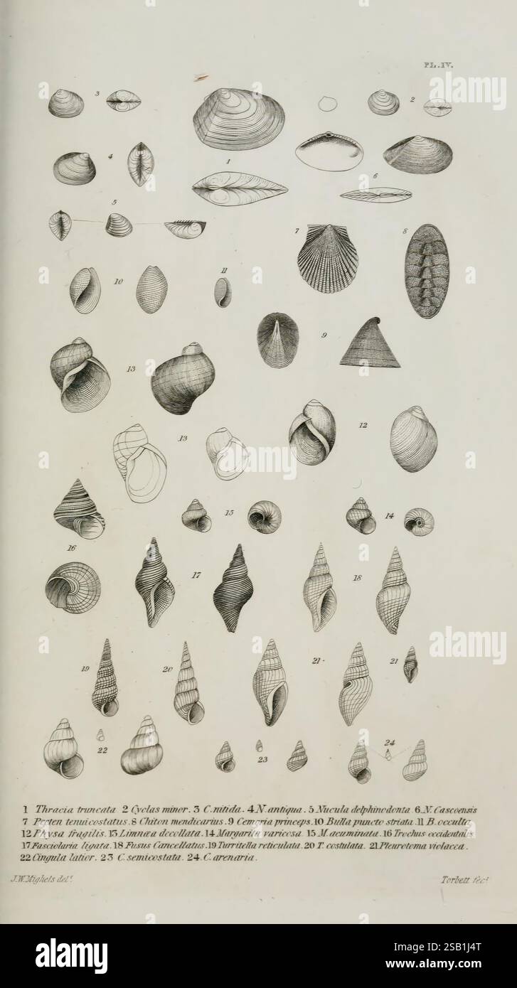 Boston journal of Natural History Boston Boston Society of Natural History, une illustration présentant une variété de coquillages et de mollusques, organisée systématiquement pour l'étude. L'image comprend des représentations détaillées de coquilles avec différentes formes, tailles et textures, chacune méticuleusement numérotée pour référence. Cette représentation éducative met en évidence les diverses formes que l’on retrouve dans la vie marine, mettant en valeur des espèces communes et moins connues, chacune présentant des modèles et des caractéristiques structurelles uniques. Le catalogue numéroté aide à l'identification et à la classification de ces spécimens marins, servi Banque D'Images