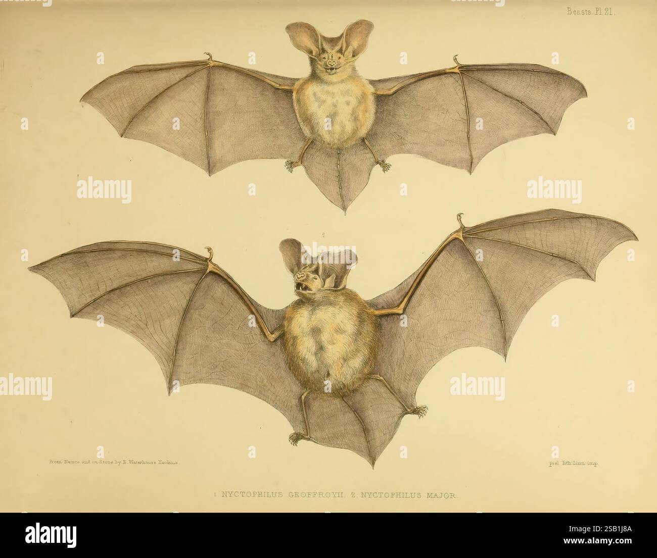 The Zoology of the voyage of the H.M.S. Erebus & Terror London, E.W. Janson, 1844-1875. Nouvelle-Zélande, Australie, Antarctique, Woods Hole, Australie occidentale, zoologie, Australie, Nyctophilus geoffroyi, expéditions scientifiques, 183943, Erebus and Terror Expedition, nyctophile, Nyctophilus geoffroyi, plus grand nyctophile, Nyctophilus major Nyctophilus major Benjamin Waterhouse Hawkins, 3, NZ Species, l'illustration présente deux représentations détaillées de la grande chauve-souris à oreilles, mettant en valeur ses caractéristiques distinctives. La chauve-souris est représentée à la fois en position verticale et en position déployée, mettant en évidence son L. Banque D'Images