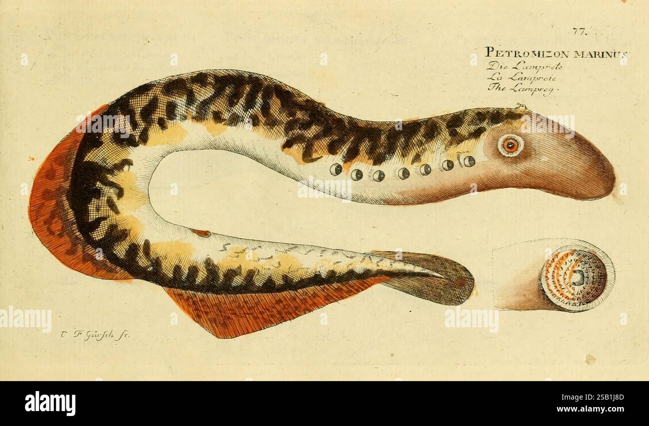 Ichtyologie ou histoire naturelle des poissons, Berlin, chez l'auteur, 1796. Poissons, Petromyzon marinus, l'illustration présente une créature marine connue sous le nom de lamproie, mettant en valeur son corps allongé ressemblant à une anguille orné de motifs et de couleurs distinctifs. Sa bouche est bien en évidence, caractérisée par une disposition circulaire de dents acérées, ce qui met en évidence sa méthode d'alimentation parasite. À côté de la lamproie, il y a une représentation ornée d'une coquille, ajoutant au contexte marin. Cette représentation capture l'anatomie et la texture uniques de la lamproie, soulignant son importance à l'intérieur Banque D'Images