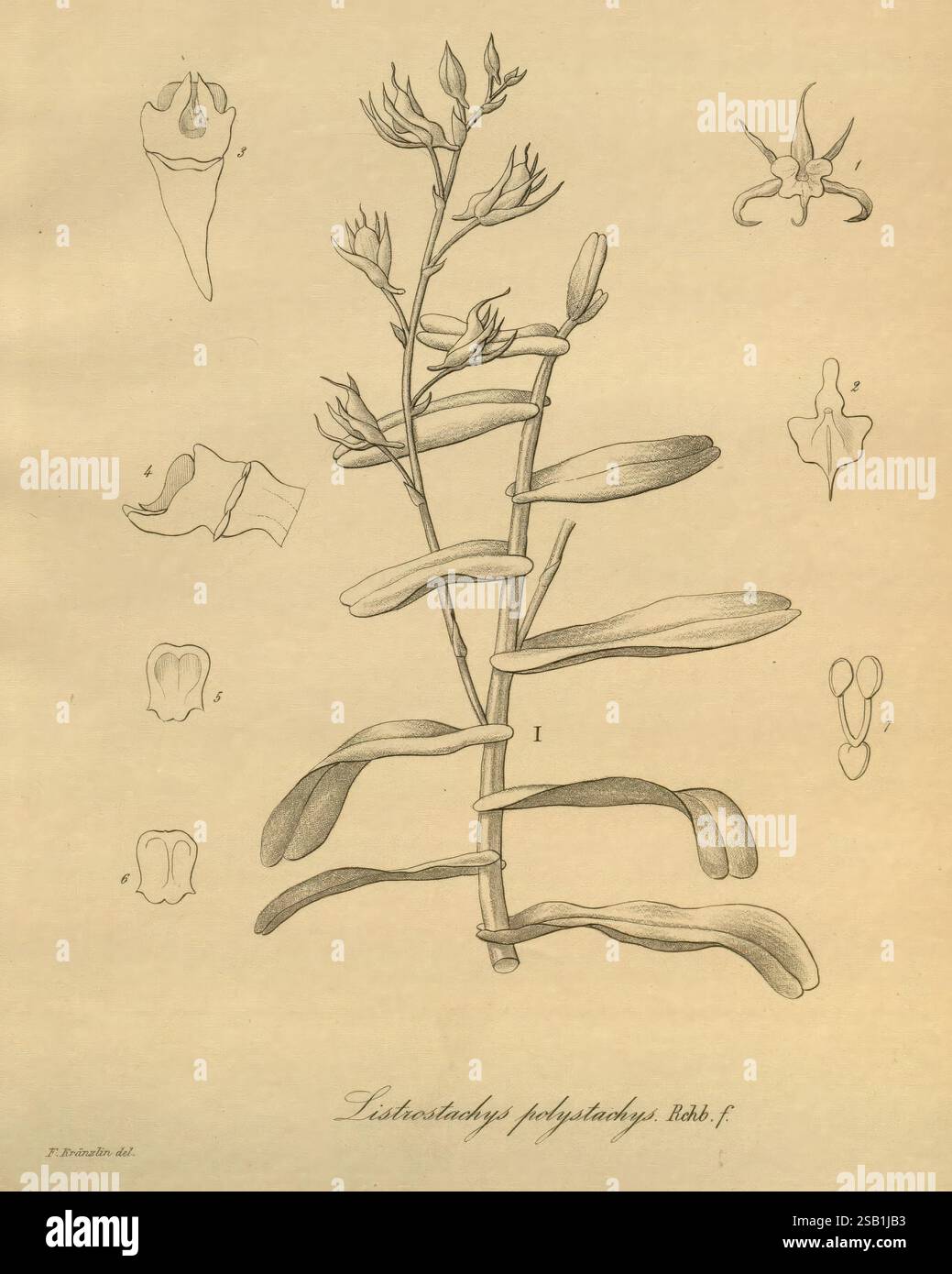 Xenia orchidacea, Leipzig, F.A. Brockhaus, 1858-1900., cette illustration présente l'espèce végétale Listera phytolaccaefolia, avec une représentation détaillée de sa tige et de ses feuilles. Autour de la plante centrale se trouvent divers croquis anatomiques, illustrant des détails plus fins tels que les structures florales et d'autres éléments botaniques. Chaque section étiquetée met en évidence des caractéristiques spécifiques, fournissant une étude complète de cette espèce particulière. La mise en page globale combine des approches artistiques et scientifiques de la représentation de la plante, en mettant l'accent sur ses caractéristiques uniques et sa morphologie. Banque D'Images