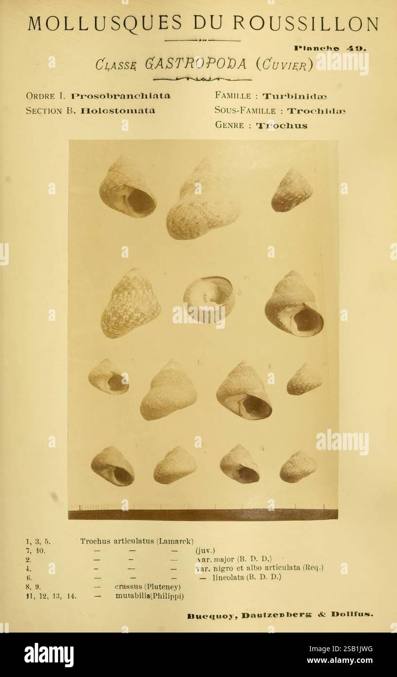 Les mollusques marins du Roussillon Paris J.-B. Baillière 1882 1898 France mollusques Roussillon province, illustration représentant diverses espèces de mollusques marins classés dans la classe Gastropoda, plus précisément dans la famille des Turbinidae. La présentation visuelle comprend des diagrammes détaillés montrant différentes formes de coquille, accompagnés de leurs noms scientifiques tels que Trochus artistatus et Trochus crassus. Chaque échantillon est méticuleusement étiqueté avec les numéros correspondants, fournissant une référence claire pour l'identification. La mise en page comporte également une bordure ornementale et un texte informatif Banque D'Images