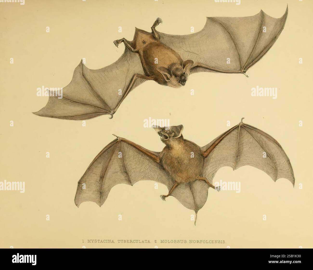 The Zoology of the voyage of the H.M.S. Erebus & Terror v.1, London, E. W. Janson, 1844-1875, New Zealand, Australie, Antarctique, Woods Hole, zoologie, Île Norfolk, expéditions scientifiques, expédition Chiroptera, Erebus et terreur, Mystacina, Mystacina tuberculata, chauve-souris bouledogue de l'île Norfolk, Molossus norfolkensis, Benjamin Waterhouse Hawkins, 3, espèces néo-zélandaises, L'illustration montre deux espèces de chauves-souris, présentées de manière détaillée qui souligne leurs caractéristiques physiques. La première chauve-souris est représentée d'une perspective latérale avec ses ailes entièrement déployées, mettant en valeur la structure unique Banque D'Images
