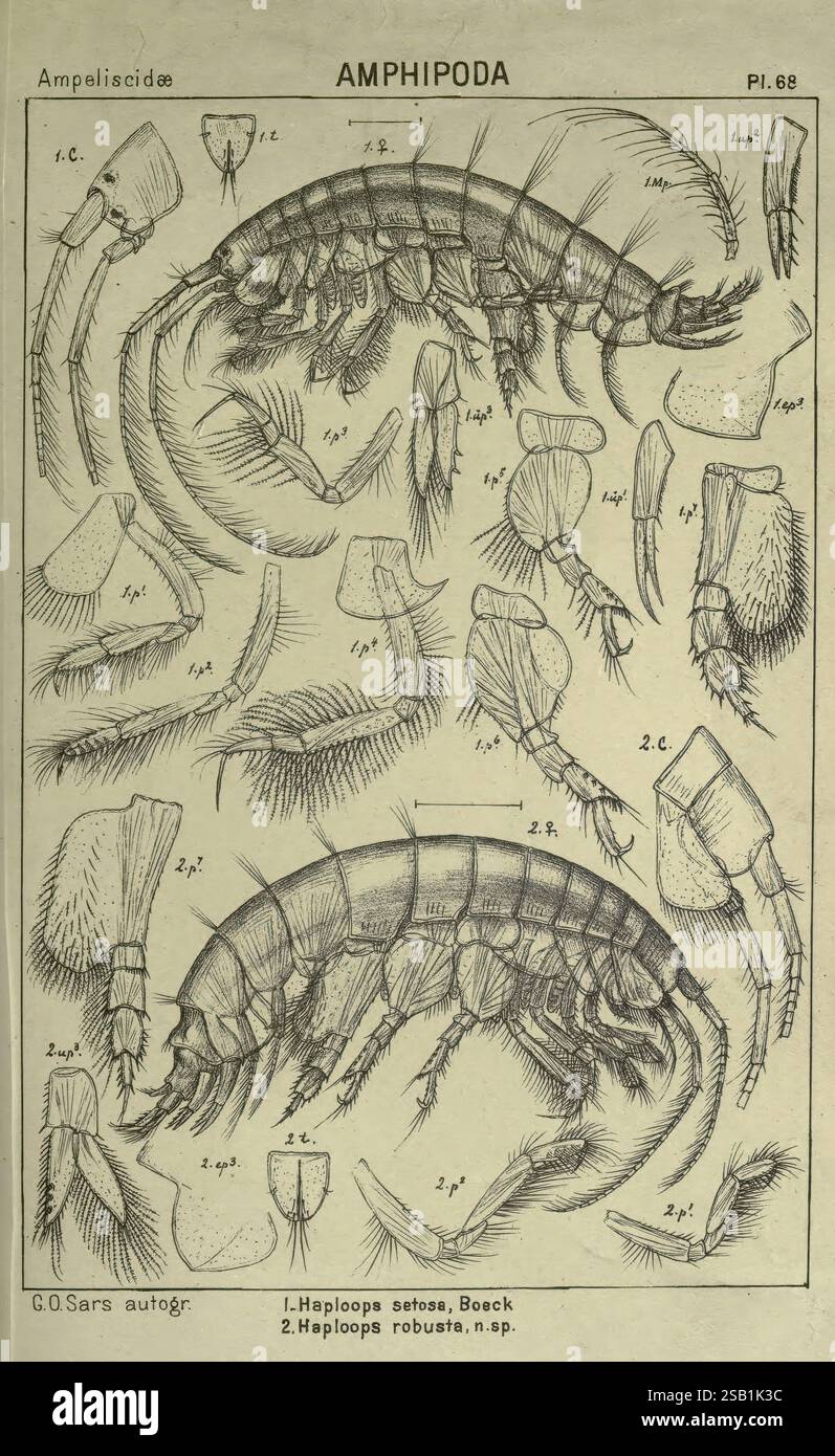 Un récit des crustacés de Norvège. v.1 Amphipoda (plaques) Christiania ...