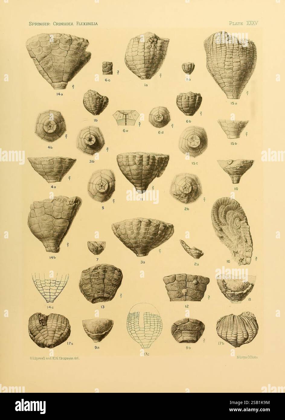 Crinoidea, Flexibilia, Washington, D. C, 1920, Crinoid Fossil, Une illustration détaillée présentant différents types de coquillages, catégorisés et étiquetés pour référence. La collection présente une gamme de formes et de tailles, soulignant les textures complexes et les caractéristiques distinctes de chaque coque. Les nombres indiquent des spécimens spécifiques, fournissant une approche systématique à l'étude de la malacologie. L'arrangement met en évidence à la fois la diversité dans la forme et la structure, permettant une comparaison facile entre les différentes variétés présentées. Banque D'Images