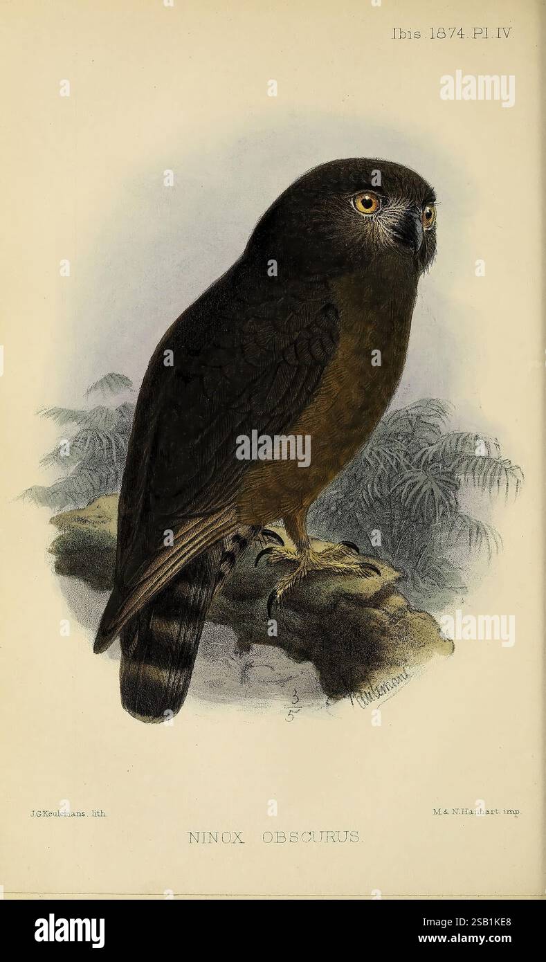 Ibis, Londres, publié, pour le, British, ornithologues', Union, par, académique, presse, oiseaux, ornithologie, périodiques, cette illustration présente un hibou perché, spécifiquement identifié comme *Ninox obscurus*, communément appelé chouette tawny. L'oiseau est représenté avec un corps robuste, caractérisé par un plumage riche et sombre qui passe à une teinte plus claire sur ses parties inférieures. Ses grands yeux expressifs sont mis en valeur, véhiculant un comportement vigilant, tandis que les détails complexes de ses plumes mettent en valeur l'attention de l'artiste pour la texture et la profondeur. Ensemble sur un fond de feuillage, les illustrati Banque D'Images