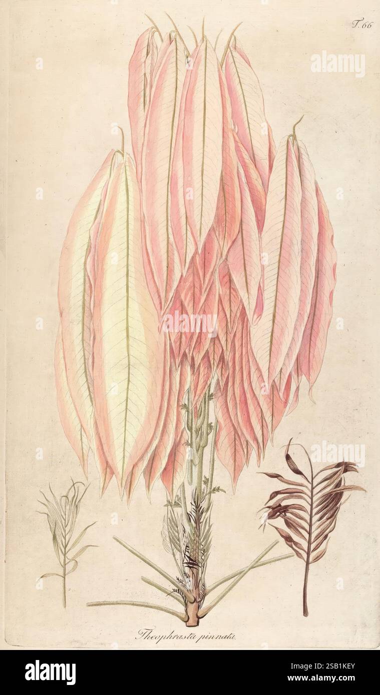 Fragmenta botanica, figuris coloratis illustrata, Viennae, Autrichiae, Typis Mathiae Andreae Schmidt, typogr. Universit, 1809, Autriche, botanique, icones, 1809, œuvres picturales, l'illustration présente une représentation magnifiquement détaillée d'une plante avec des feuilles allongées et légèrement courbées qui présentent un doux dégradé de teintes rose pâle et crème. Les feuilles se regroupent étroitement au sommet, créant un arrangement floral unique qui rappelle les pétales délicats. Sous les feuilles proéminentes, un brin de tiges vertes fines introduit une texture contrastée, tandis qu'une petite plante semblable à une fougère rayonne gracieusement à partir du b. Banque D'Images