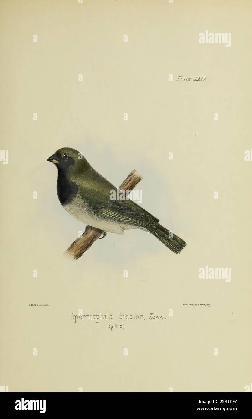 Illustrations des oiseaux de Jamaïque. Londres, J. Van Voorst, 1849. Oiseau, oiseaux, Jamaïque, ornithologie, Tiaris bicolor Museum of comparative Zoology, Spermophila bicolor Melanospiza bicolor, Une représentation finement illustrée d'un oiseau perché sur une branche mince. L'oiseau, caractérisé par son corps arrondi et une couronne foncée distinctive, présente un mélange de nuances douces de vert et de subtiles notes de gris sur son plumage. Son bec est petit et légèrement courbé, idéal pour son alimentation insectivore. L'arrière-plan est une teinte douce et silencieuse qui améliore les traits de l'oiseau, attirant l'attention sur son posture d'alerte Banque D'Images