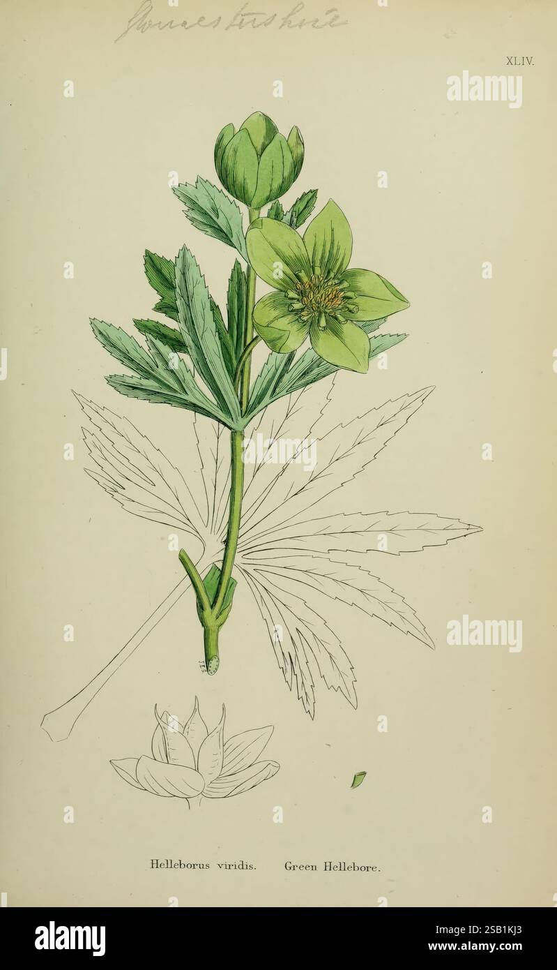 Botanique anglaise figures colorées British plants London R. Hardwicke 1863-1886 Grande-Bretagne Pictorial Works plants, Une illustration botanique mettant en valeur l'hellebore vert, scientifiquement connu sous le nom d'Helleborus viridis. Le dessin présente une représentation détaillée de la fleur avec ses pétales vert pâle caractéristiques et son feuillage vert foncé. La tige est verticale, supportant plusieurs feuilles qui ont une forme de palmier distincte. Sous l'illustration principale, il y a une représentation plus petite de la fleur, offrant une perspective différente sur sa structure. L'attention méticuleuse aux détails met en évidence le pla Banque D'Images