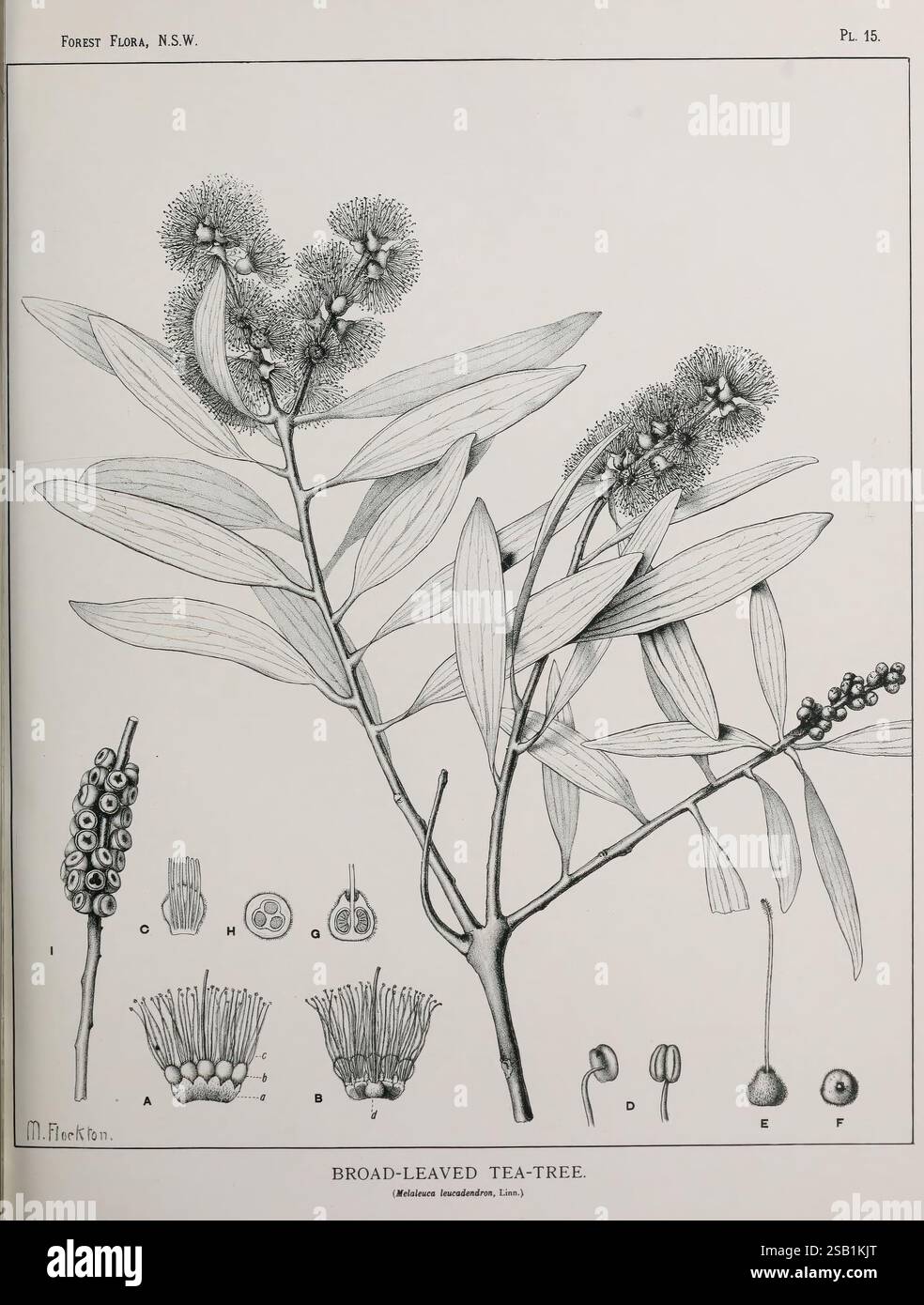 The Forest Flora of New South Wales, Sydney, W. A. Gullick, 1902-1925, Australie, nouvelle-Galles du Sud, arbres, Margaret Flockton, Margaret Flockton, les femmes dans la science, L'illustration montre l'arbre à thé à feuilles larges, scientifiquement connu sous le nom de Melaleuca alternifolia. Il présente un rendu détaillé du feuillage et des fleurs distinctives de la plante, mettant en évidence les feuilles allongées et élancées qui se rétrécissent jusqu'à un point. Autour de la branche principale se trouvent diverses sections étiquetées qui fournissent une ventilation anatomique de la plante, y compris des représentations rapprochées des grappes de fleurs et des capsules de graines. Le compo Banque D'Images