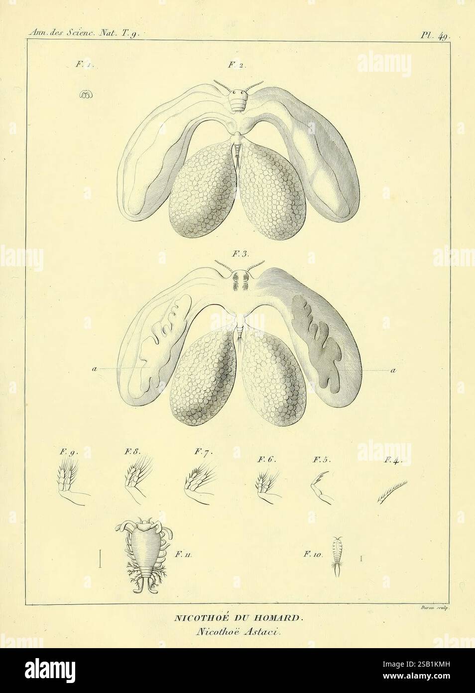 Annales des Sciences naturelles Paris Crochard Nicothoe copépodes Science anatomie périodiques, cette illustration représente la structure anatomique d'un organisme particulier, probablement liée à la biologie marine. L'accent est mis sur deux lobes proéminents ressemblant à une paire de poumons ou de branchies, détaillés avec diverses textures et motifs, chacun étiqueté pour référence. Autour de ces lobes se trouvent d'autres illustrations plus petites, montrant différentes vues et caractéristiques, y compris de minuscules appendices ou filaments qui suggèrent une exploration détaillée de l'anatomie de l'organisme. Cette représentation méticuleuse empha Banque D'Images