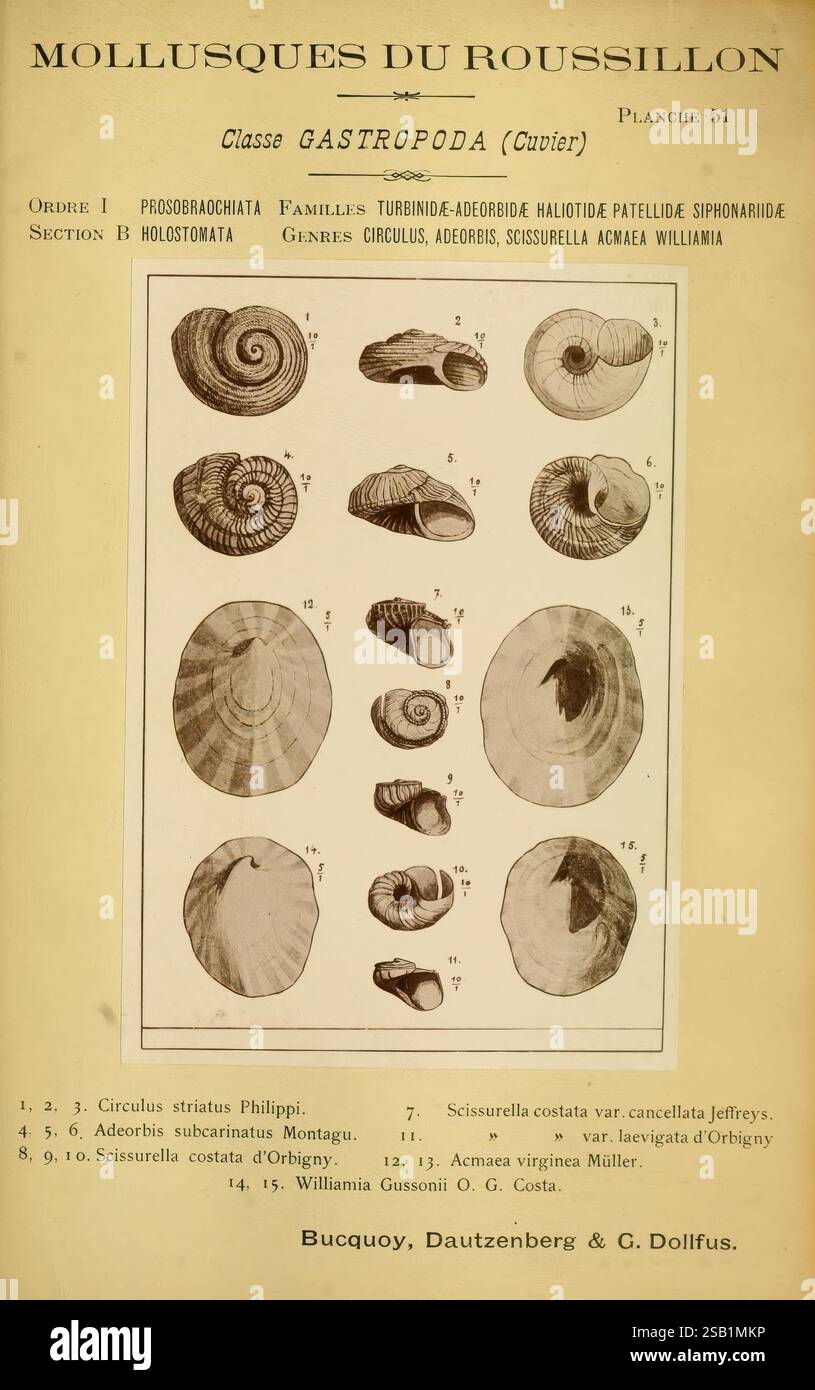 Mollusques Gastéropodes Marins Banque d'image et photos - Alamy