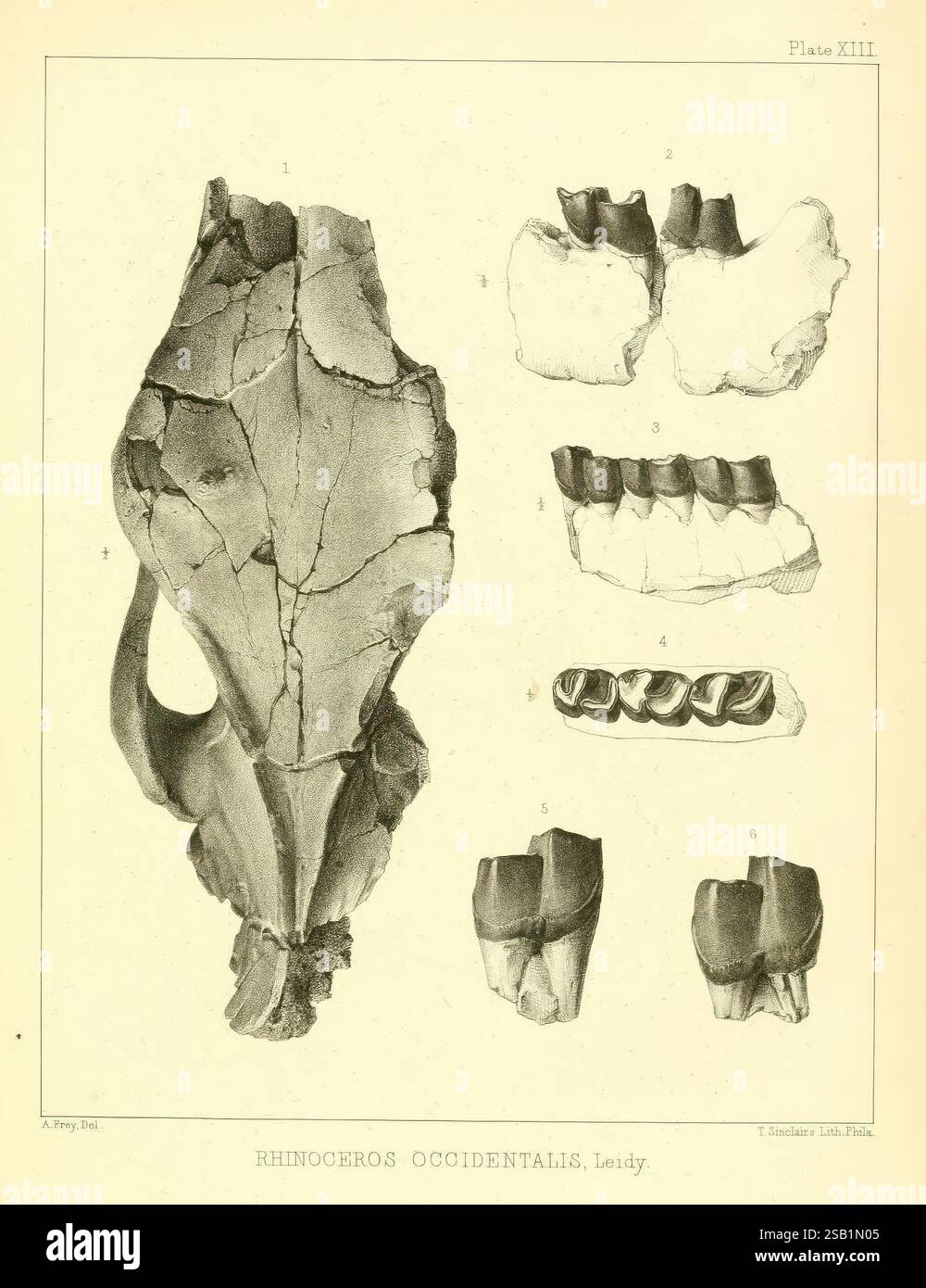La faune antique du Nebraska : Washington, 1853. Nebraska, paléontologie, fossiles de mammifères, genre Chelonia, Rhinoceros occidentalis, L'illustration montre une représentation détaillée du crâne et des dents du rhinocéros occidental (Rhinoceros occidentalis). L'accent est mis sur le grand crâne allongé, qui est représenté avec des caractéristiques structurelles claires, y compris les cavités oculaires, les ouvertures nasales et la structure proéminente de la corne. Autour du crâne sont étiquetés des éléments dentaires, illustrant différents types de dents, tels que les incisives et les molaires. Chaque élément est numéroté pour referen Banque D'Images