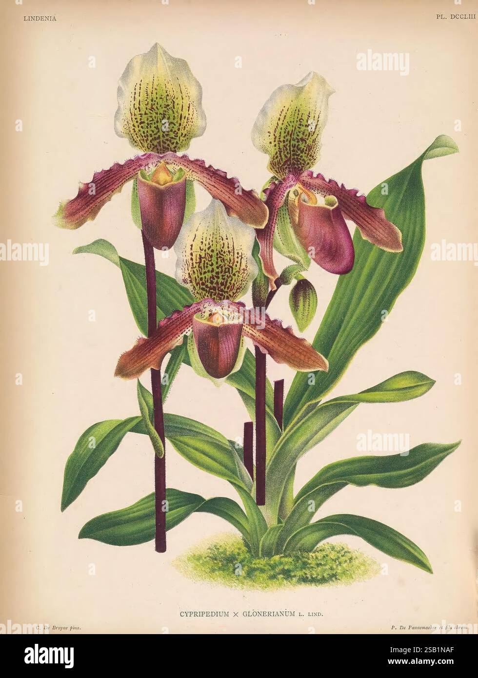 Lindenia Gand [Belgique] impr. F. Meyer-van Loo 1885-1906 guides de classification identification nomenclature nomenclature populaire Orchidaceae orchidées œuvres picturales terminologie fleurs tiges feuilles, Une représentation magnifiquement illustrée de l'orchidée Cypripedium × glongumianum. Cette illustration botanique met en valeur les détails complexes de ses fleurs uniques, caractérisées par leurs pétales à motifs saisissants et leurs formes arrondies. La composition met en valeur le feuillage vert luxuriant entourant les fleurs, soulignant leurs couleurs vibrantes et leurs structures délicates. Chaque fleur présente un de distinct Banque D'Images