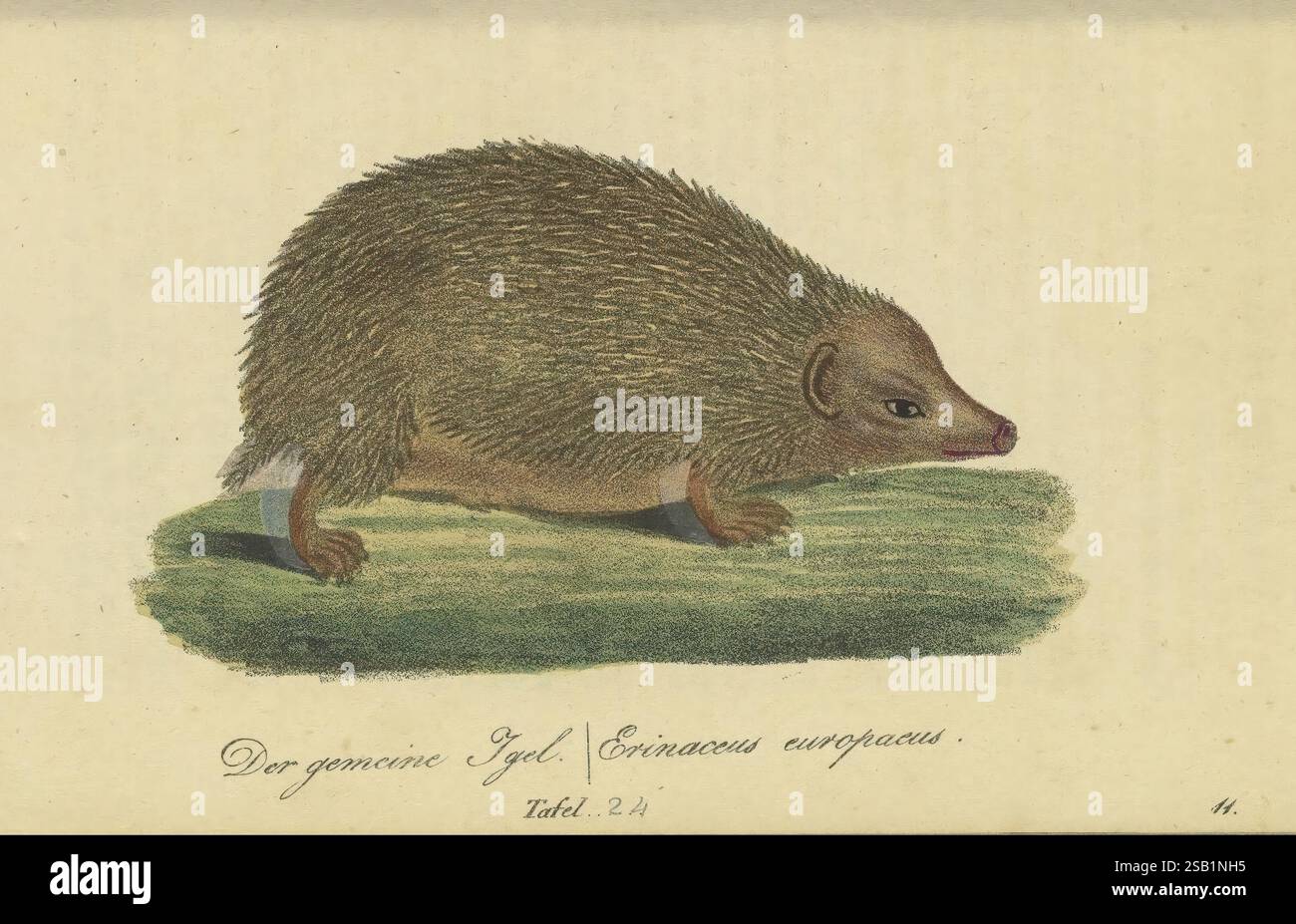 Fauna Boica oder gemeinnützige Naturgeschichte der Thiere Bayerns, Nürnberg, in der C.H. Zeh'schen Buchhandlung, 1832, Allemagne, mammifères, œuvres picturales, hérisson, cette illustration représente un hérisson européen, représenté avec son corps arrondi distinctif couvert d'épines. La créature est montrée de profil, mettant en évidence ses jambes courtes et son museau. Le hérisson semble calmement perché sur une parcelle d'herbe, suggérant un cadre naturel. La texture détaillée de sa fourrure et de ses épines est méticuleusement rendue, mettant en valeur les motifs complexes et le bas ventre doux. En dessous de l'illustration, là Banque D'Images