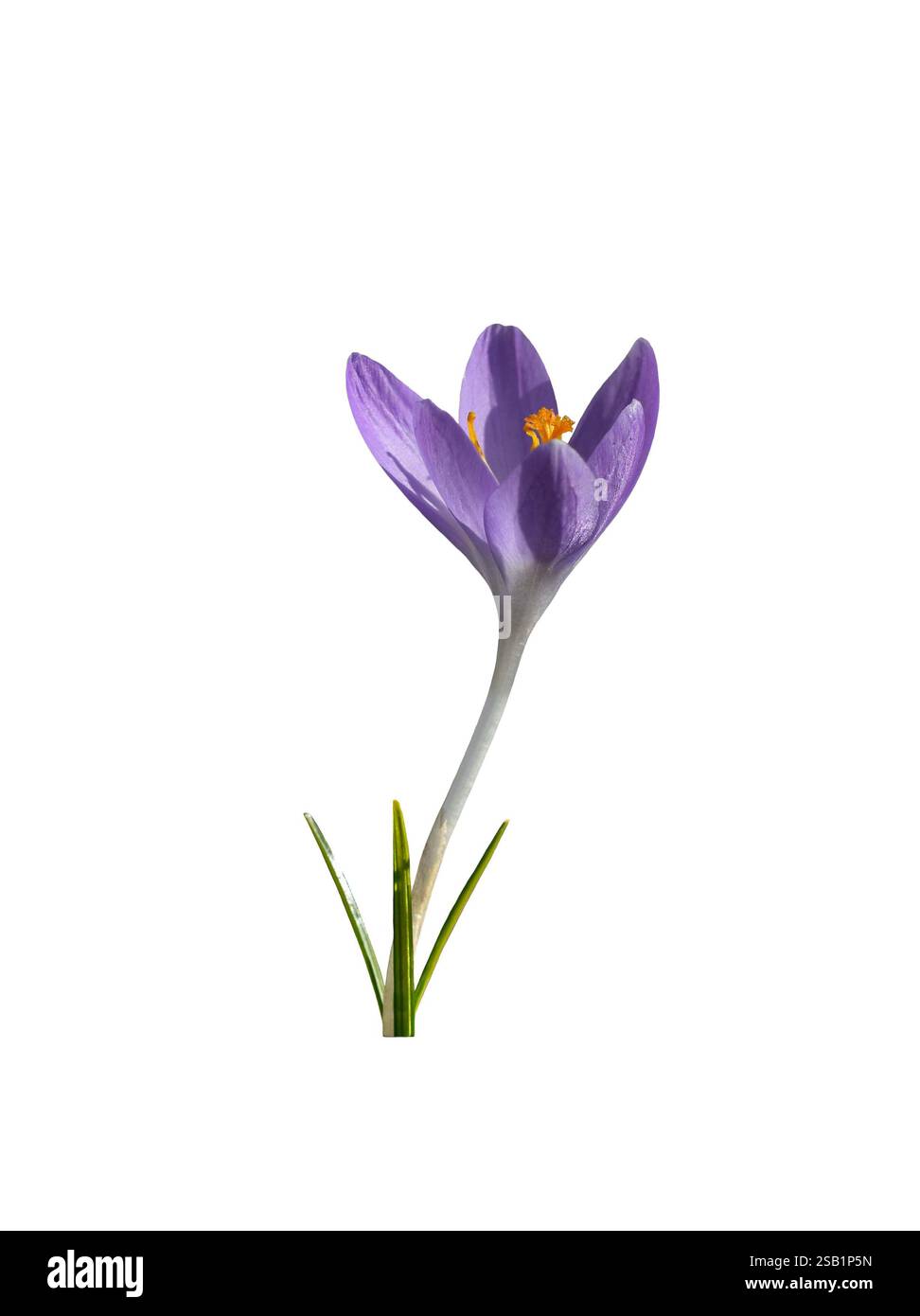 Fleur de crocus printanière violette gros plan découpe isolée sur blanc Banque D'Images