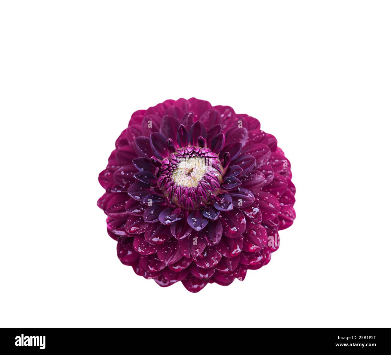 Tête de fleur Dahlia couleur magenta Bordeaux foncé avec gouttes d'eau de pluie découpe isolée sur blanc Banque D'Images