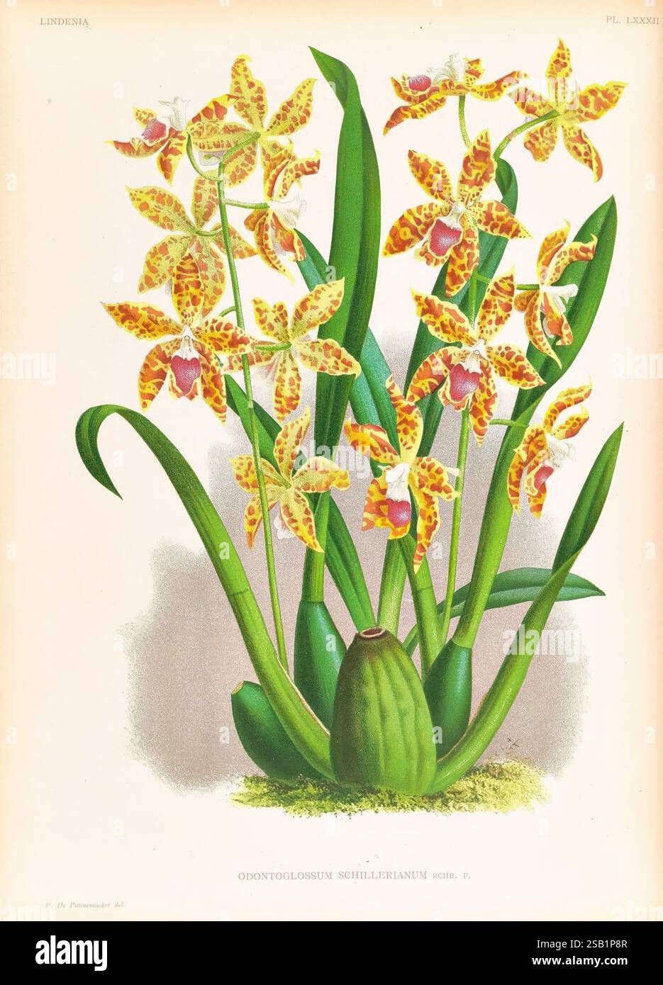 Lindenia, Gand [Belgique], Impr. F. Meyer-van Loo, 1885-1906, classification, guides, nomenclature, nomenclature, populaire, Orchidaceae, orchidées, œuvres picturales, terminologie, Une illustration vibrante mettant en vedette un amas d'orchidées exotiques, en particulier l'Odontoglossum schillerianum. Les fleurs sont ornées de motifs complexes de taches jaunes et oranges, placées sur un feuillage vert luxuriant. Chaque orchidée présente des pétales délicats et extérieurs qui affichent des nuances de couleur variables, tandis que la base de la plante est robuste et robuste. La composition souligne l'élégance et com Banque D'Images