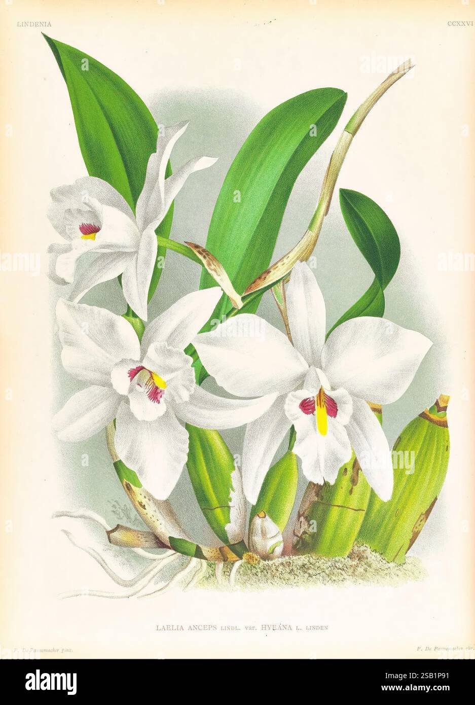 Lindenia, Gand [Belgique], Impr. F. Meyer-van Loo, 1885-1906, classification, guides, nomenclature, nomenclature populaire, Orchidaceae, orchidées, œuvres picturales, terminologie, Une superbe illustration de l'orchidée Laelia Anceps, mettant en valeur ses élégantes fleurs blanches avec de délicates marques jaunes au centre. Les fleurs sont entourées de feuilles vertes luxuriantes, créant un contraste vibrant. La représentation détaillée met en évidence les motifs complexes des pétales et la structure unique de chaque fleur. À côté des fleurs, une gousse verte suggère le stade de reproduction de la plante, ajoutant Banque D'Images