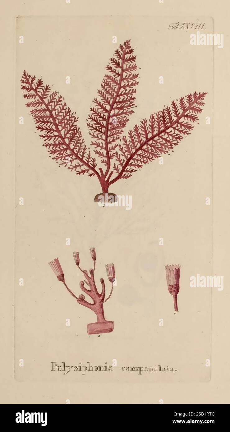 Hydrophytologiae Regni Neapolitani icones Neapoli ex Typographia Cataneo et Fernandes 1829 algues cryptogamia Naples Kingdom œuvres picturales, l'illustration présente une collection d'algues marines, mettant en évidence l'espèce *Polysiphonia campanulata*. Au sommet, les frondes minutieusement détaillées présentent un motif de ramification, mettant en valeur les structures luxuriantes et délicates typiques de ce groupe d'algues. Ci-dessous, une représentation stylisée d'une forme corallienne avec de multiples branches est présente, ornée de pointes élancées qui ressemblent aux cannes à pêche d'un artiste. La composition globale souligne t Banque D'Images