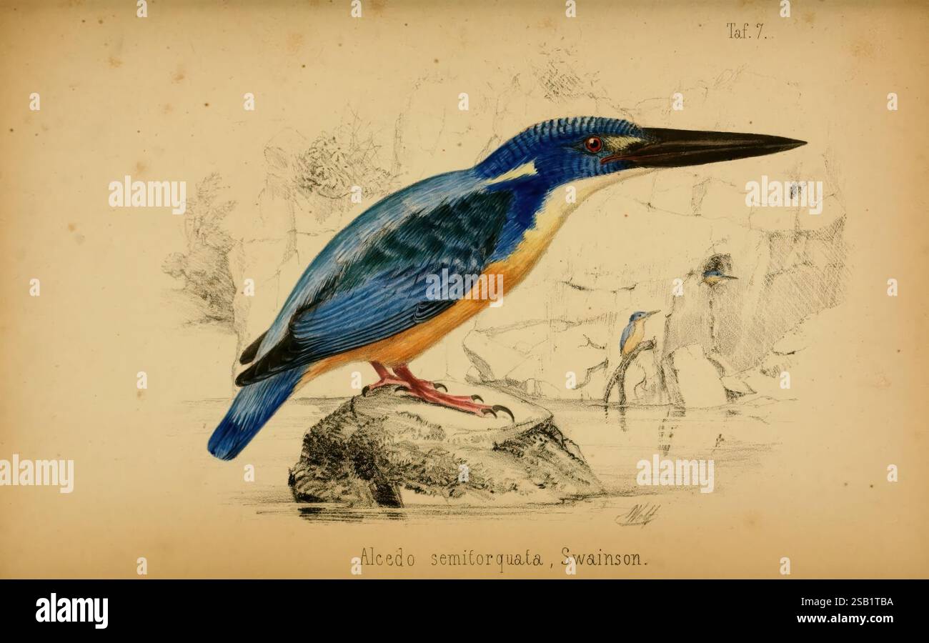 Systematische Übersicht der Vögel Nord-Ost-Afrikas, Frankfurt A. M, in Commission der S. Schmerber'schen Buchhandlung (nachfolger H. Keller), 1845. Oiseaux, Afrique, Nord-est, Alcedo Semitorquata, Joseph Wolf, L'illustration représente un oiseau magnifiquement rendu, qui se distingue par ses plumes bleues éclatantes et ses accents orange saisissants. Son bec effilé et allongé pointe vers l'avant tandis qu'il se perche gracieusement, mettant en valeur une vive expression de curiosité. L'oiseau est entouré de détails subtils de fond, suggérant un habitat naturel qui reflète son environnement. Des éléments du paysage sont évoqués, p Banque D'Images