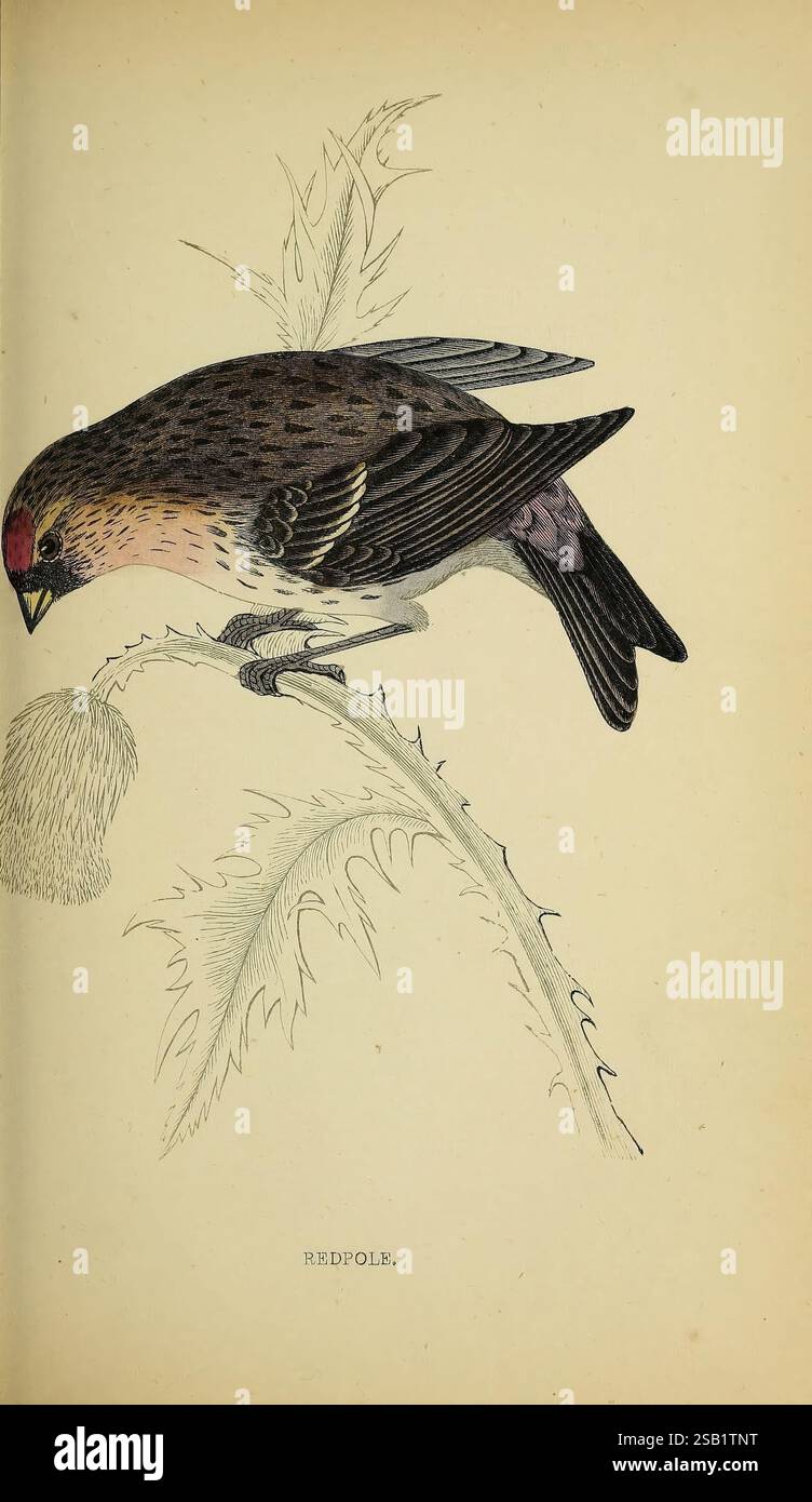 Une histoire des oiseaux britanniques.1863-1866?, oiseaux, Grande-Bretagne, oiseau, Une illustration détaillée d'un oiseau perché sur une branche, mettant en valeur ses caractéristiques distinctives. L'oiseau présente une riche combinaison de tons terreux, avec un plumage brun et rougeâtre complété par un dessous subtil et plus léger. Sa tête frappante affiche une couronne rouge remarquable, tandis que les ailes présentent des nuances de violet et de noir, ajoutant à son attrait visuel. La branche sur laquelle il repose a des qualités d'épines, suggérant un habitat naturel qui pourrait être accidenté ou entrelacé avec le feuillage. La composition globale met en évidence l'intric de l'oiseau Banque D'Images