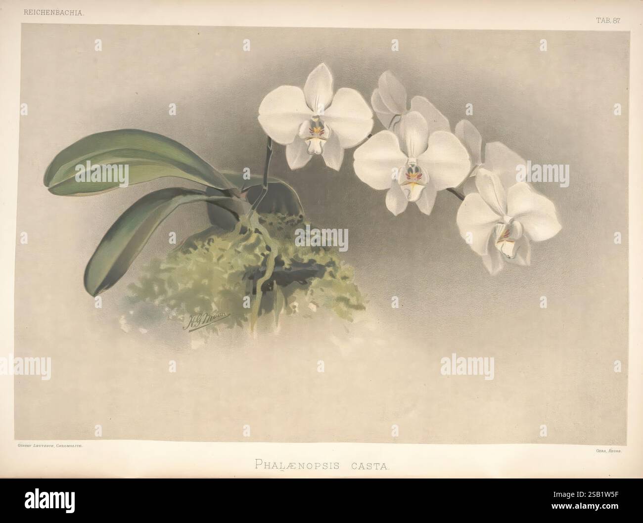 Reichenbachia, produits Albans, London, New York, F. Sander & Co, Orchid Growers & Importers, H. Sotheran & Co, I. Forstermann, 1888-1890, Orchidaceae, Phalaenopsis casta, Phalaenopsis leucorrhoda, Henry Frederick Conrad Sander, orchidées, botanique, fleurs, Henry George Moon, un arrangement délicat d'orchidées Phalaenopsis casta est magnifiquement présenté, mettant en valeur leurs pétales élégants et cireux qui brillent dans des tons blancs doux. Les trois fleurs sont ornées de subtiles teintes jaunes en leur centre, attirant l'attention sur leur structure complexe. Reposant gracieusement sur un lit de mousse verte luxuriante, le flux Banque D'Images