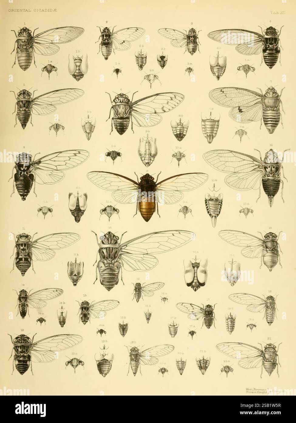 Une monographie des Cicadidés orientaux, Londres, imprimée par West, Newman & Co, 1889-92, Asie, insectes, arthropodes, cigales, l'œuvre présente une compilation détaillée de diverses espèces de cigales, mettant en valeur leurs structures anatomiques complexes et leurs ailes. Au centre, une cigale plus grande est bien visible, attirant l'attention sur ses caractéristiques distinctes. Il est entouré de nombreuses illustrations plus petites, chacune représentant différentes espèces, présentant une gamme variée de tailles, de formes et de textures. Divers angles offrent un aperçu de leurs caractéristiques physiques, y compris les ailes, les jambes et le bod Banque D'Images